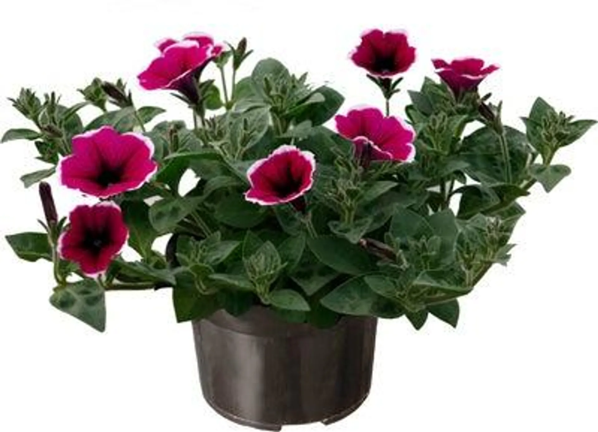 Petunia (Petunia 'Picotee' ) paars met witte rand D 13 H 15 cm