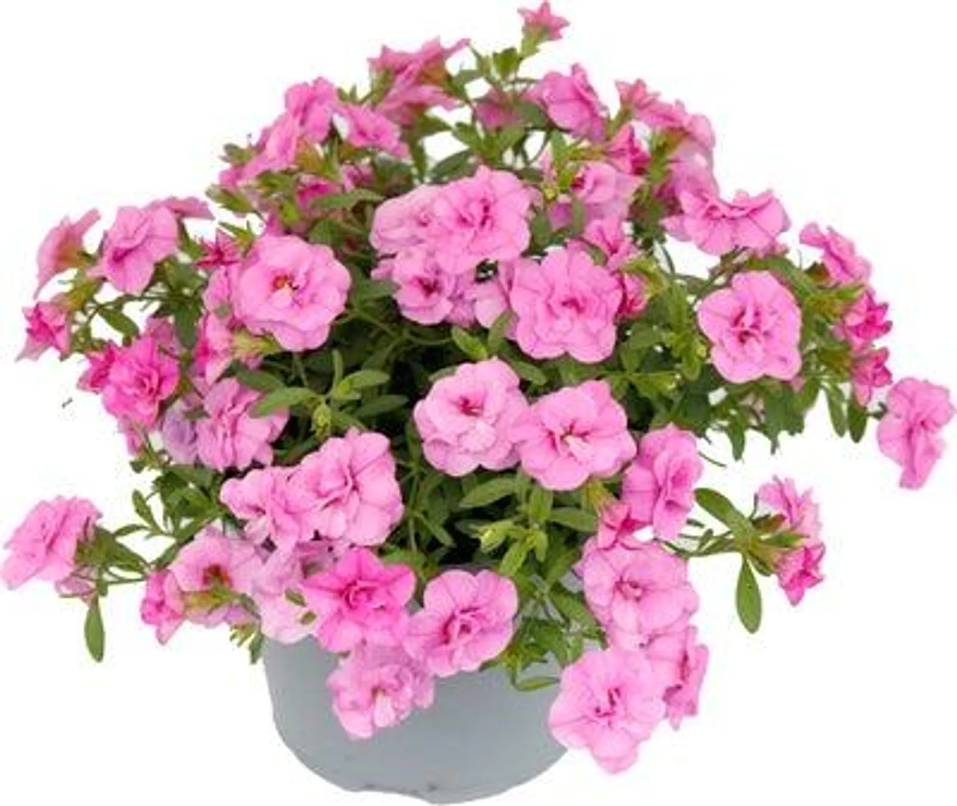 Minipetunia (Calibrachoa) dubbelbloemig donkerroze D 13 H 10 cm