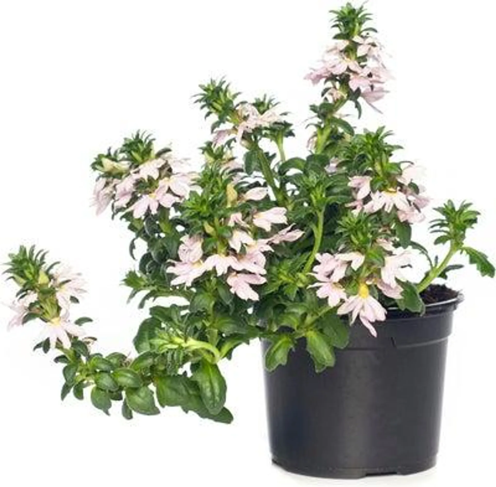 Elfenwaaier (Scaevola) roze D 13 H 15 cm