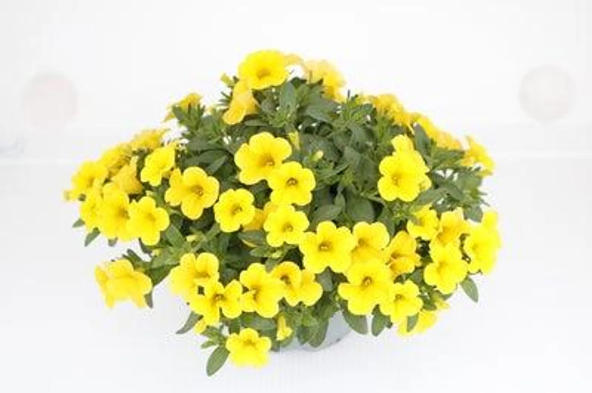 Minipetunia (Calibrachoa) geel D 13 H 10 cm