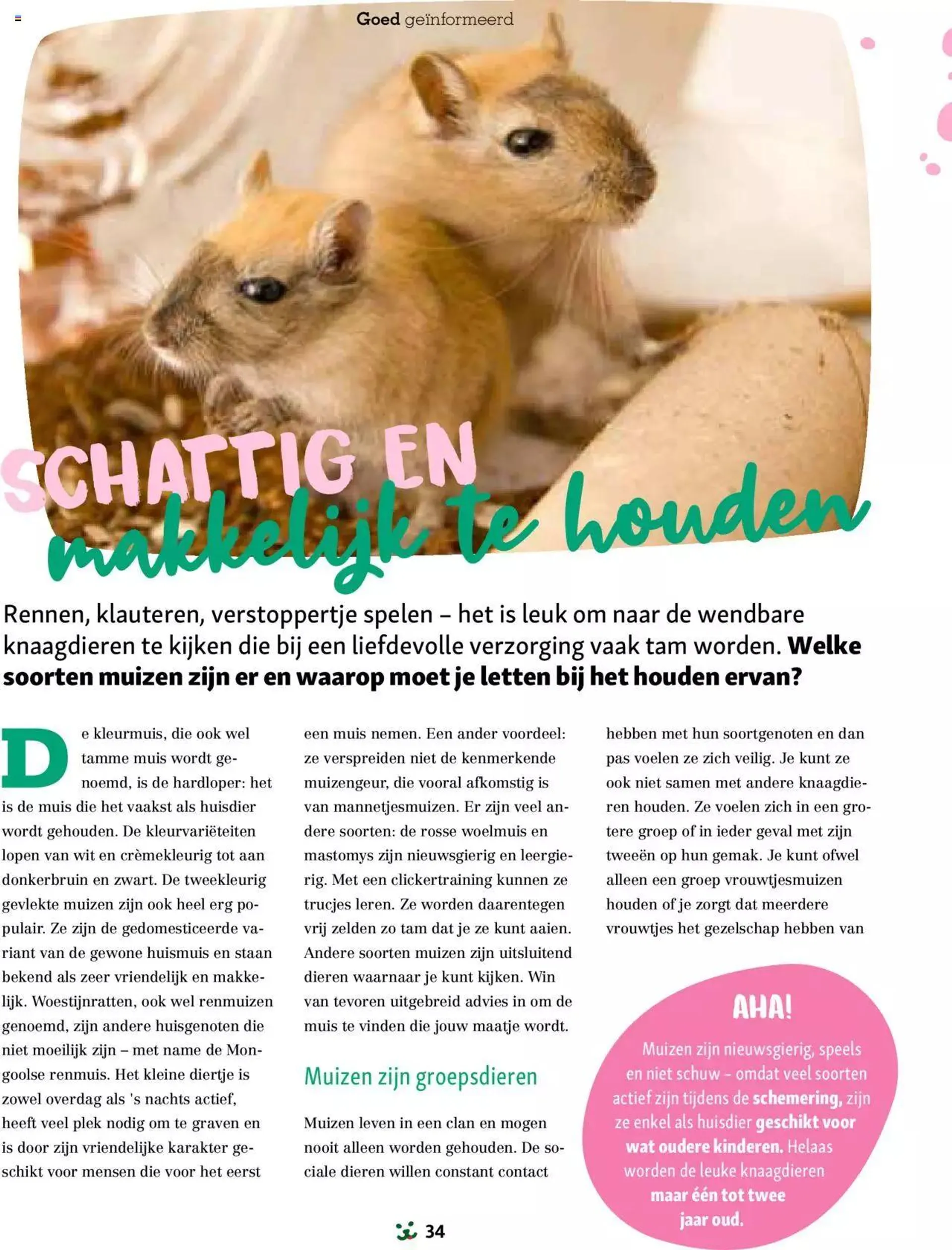 Maxi Zoo folder van 1 januari tot 31 december 2024 - folder pagina 34