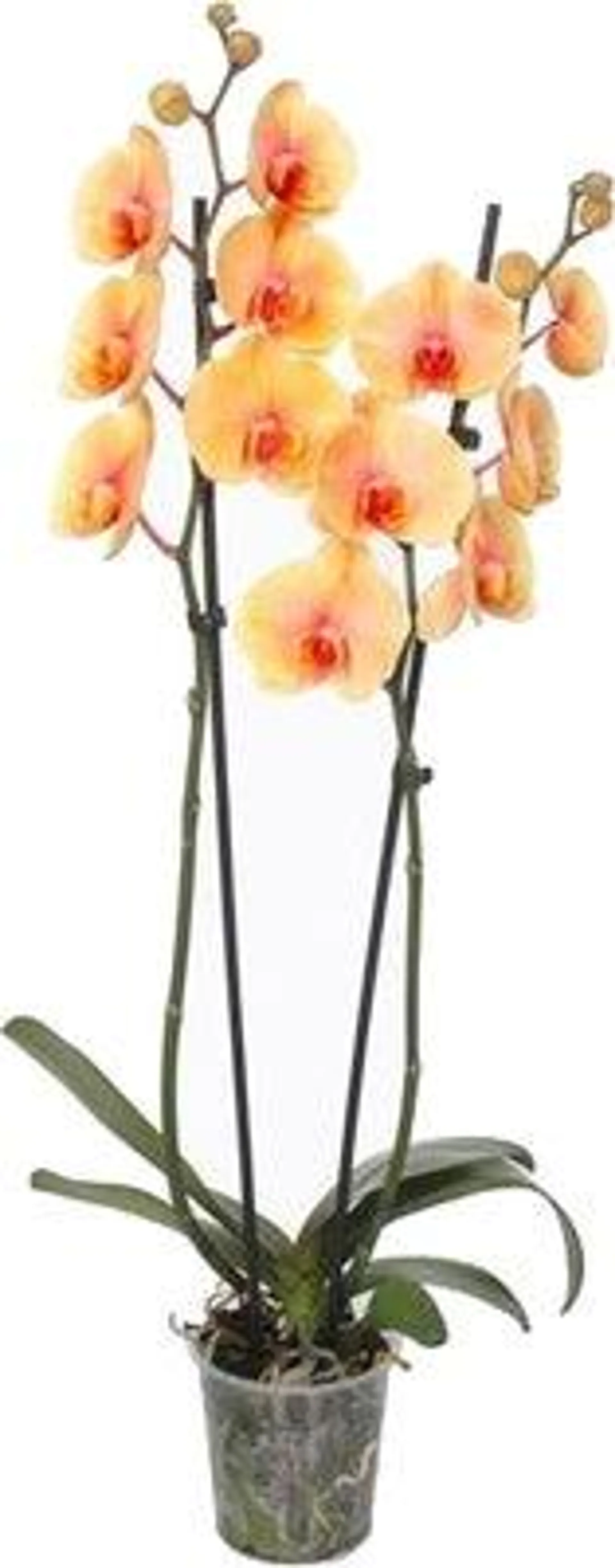 Vlinderorchidee 2 tak (Phalaenopsis 'Royal Sunrise') D 12 H 55 cm