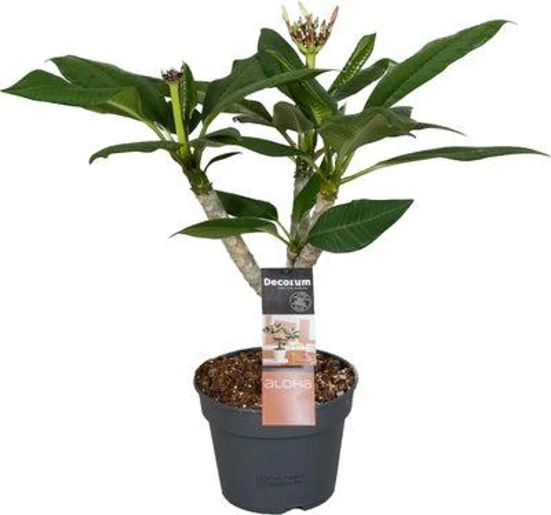 Tempelboom (Plumeria rubra 'Hawaiian White Pearl') D 17 H 65 cm