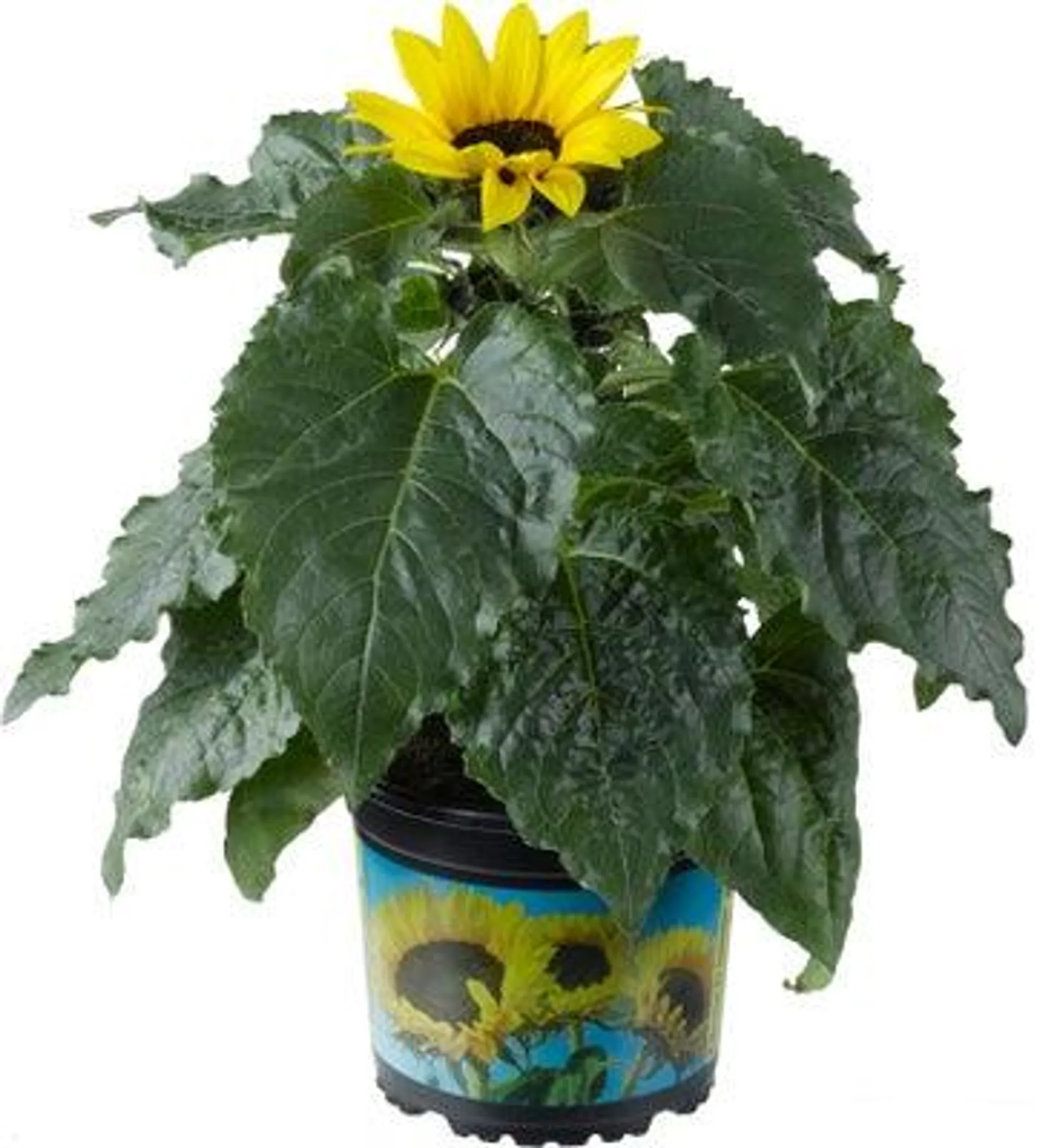 Zonnebloem (Helianthus 'Sunsation') D 13 H 30 cm