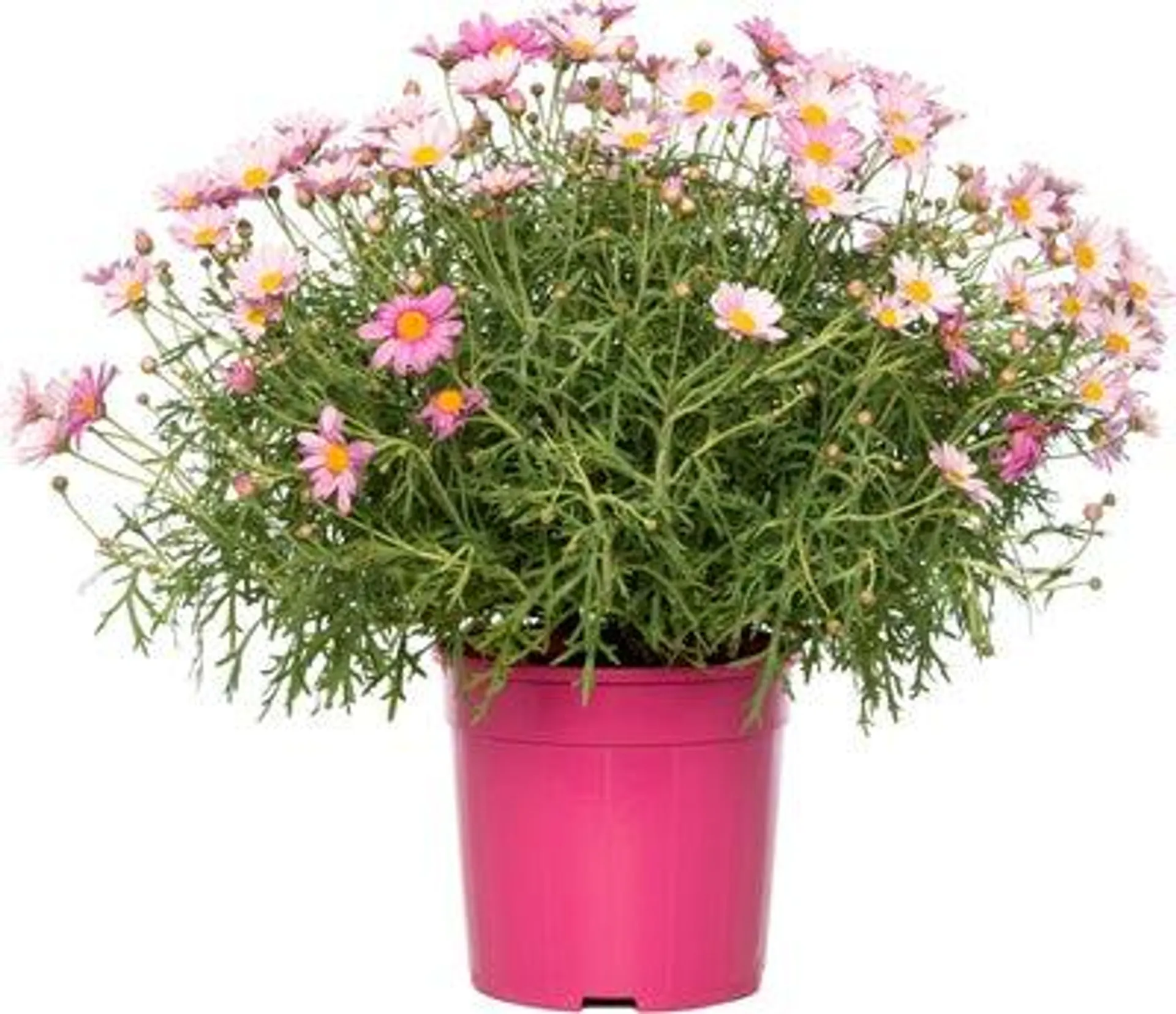 Struikmargriet (Argyranthemum frutescens) roze D 18 H 45 cm