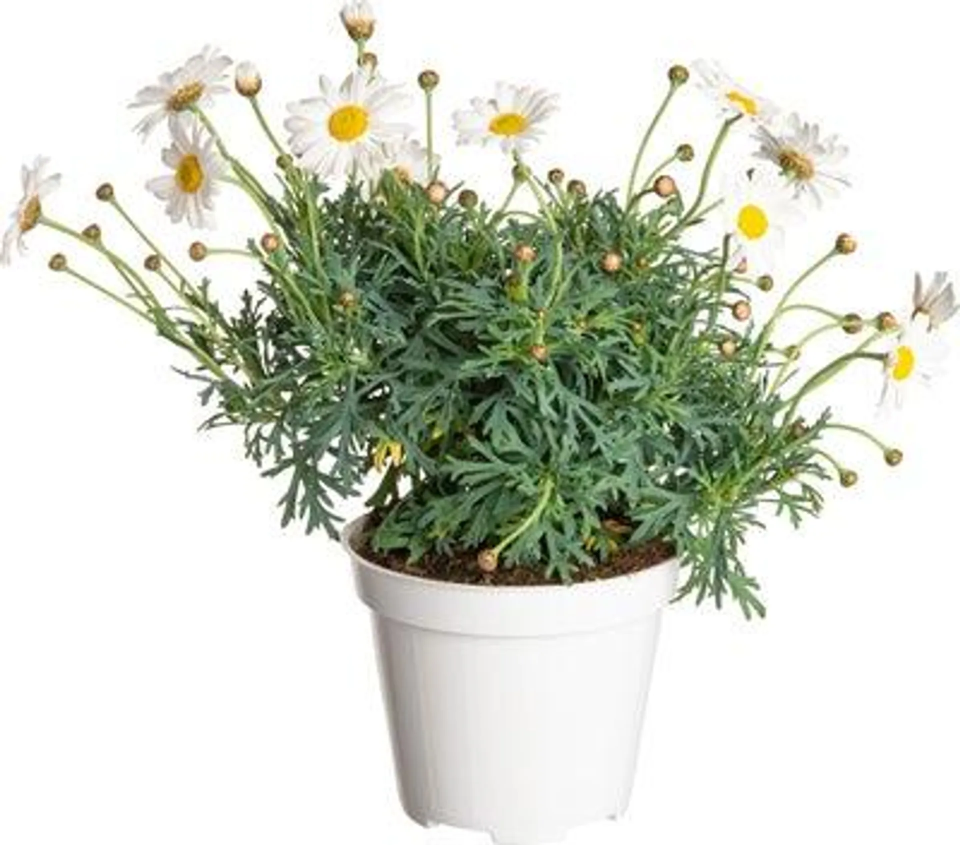 Struikmargriet (Argyranthemum frutescens) wit D 14 H 25 cm