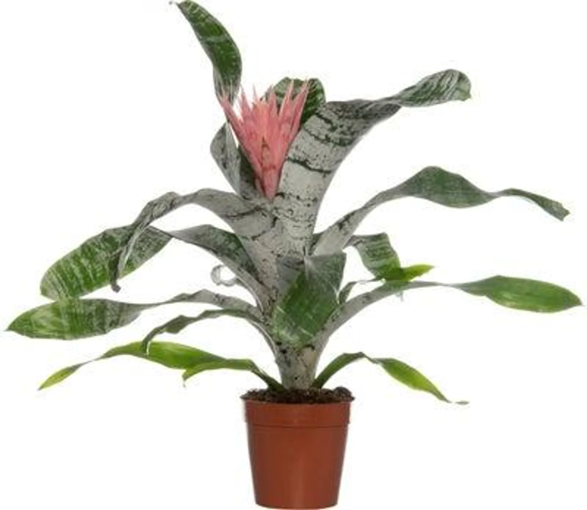 Kokerbromelia (Aechmea 'Primera') D 15 H 60 cm