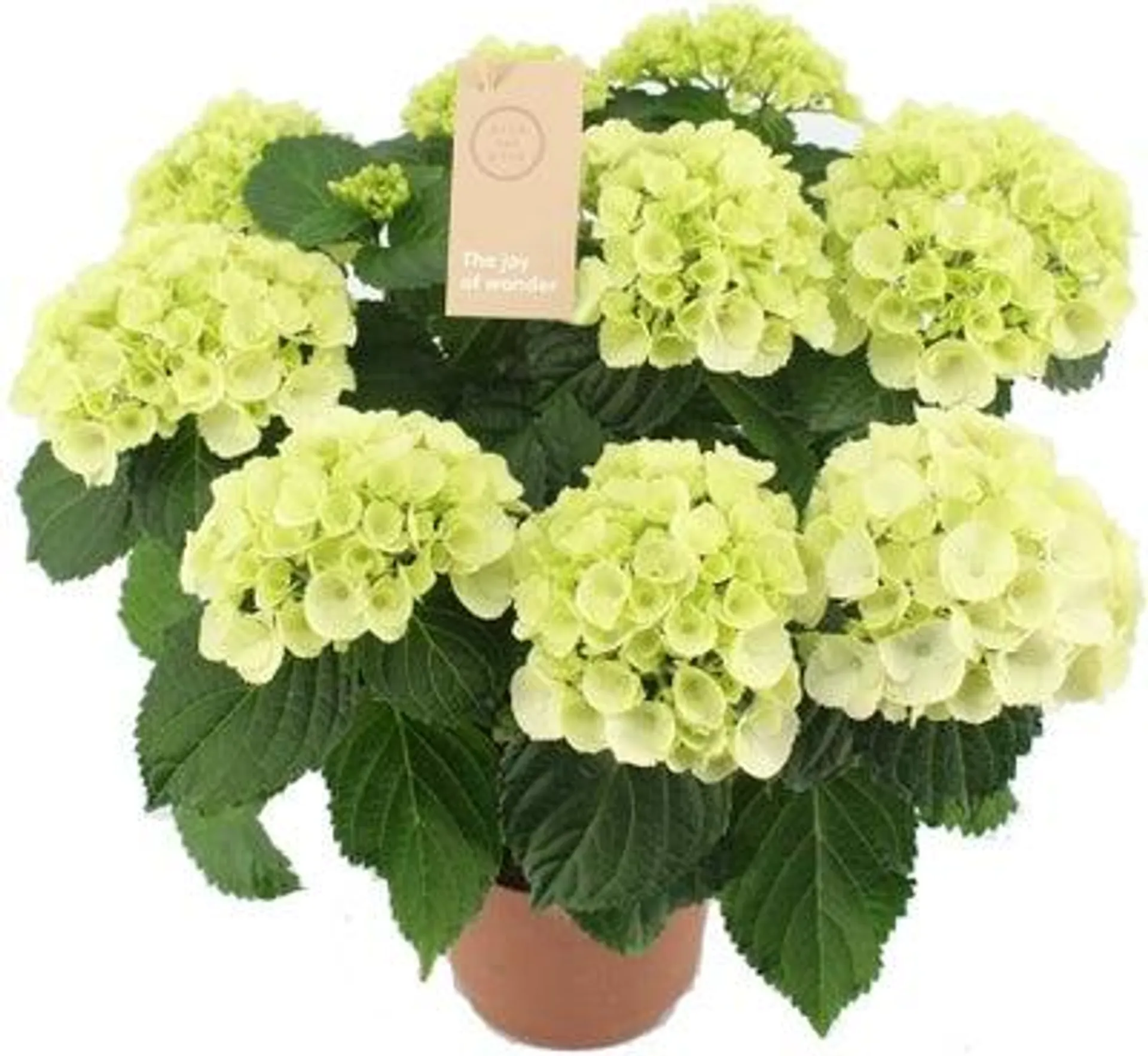 Hortensia (Hydrangea macrophylla 'Schneeball') D 14 H 40 cm