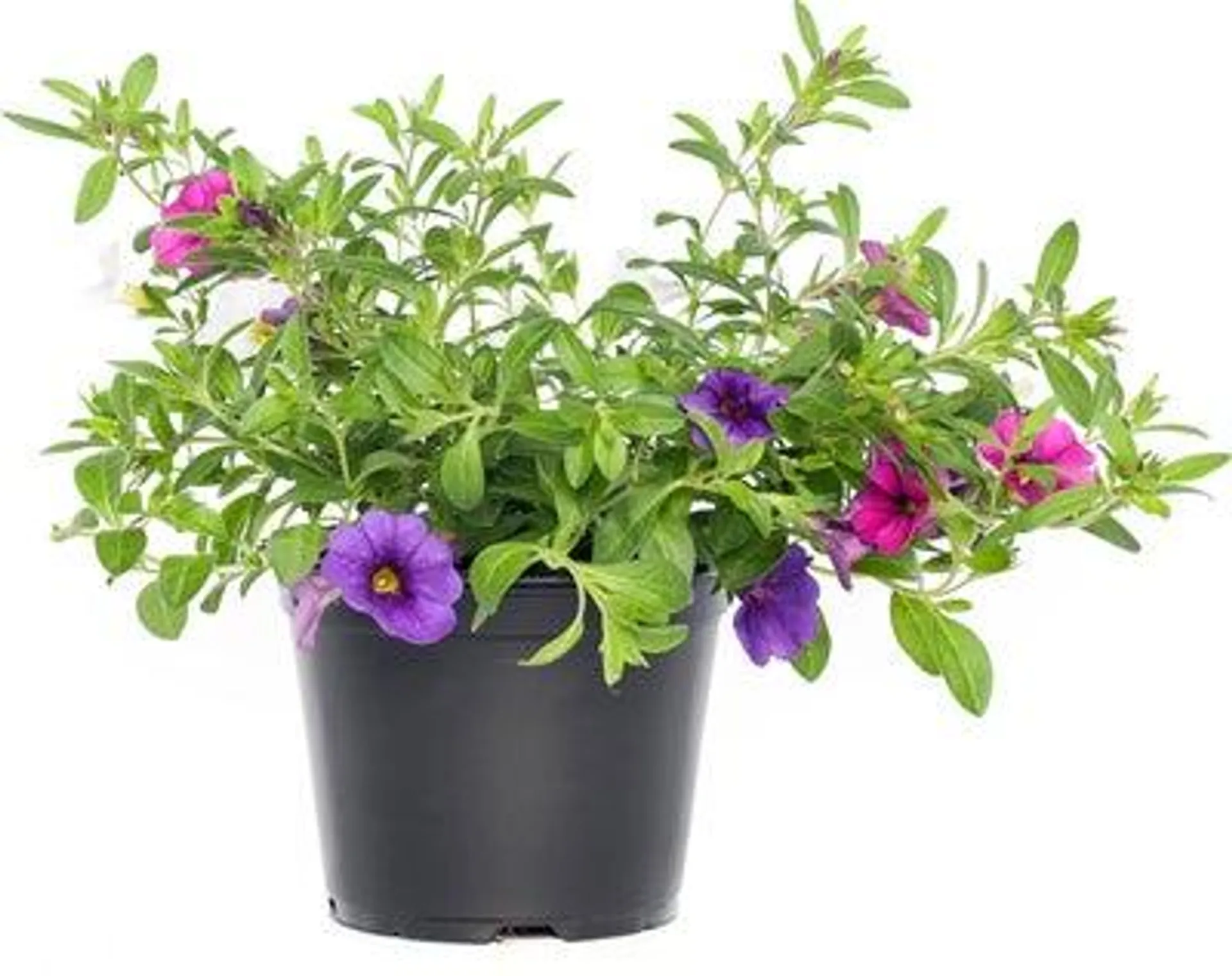 Minipetunia (Calibrachoa 'Trixi') D 12 H 10 cm