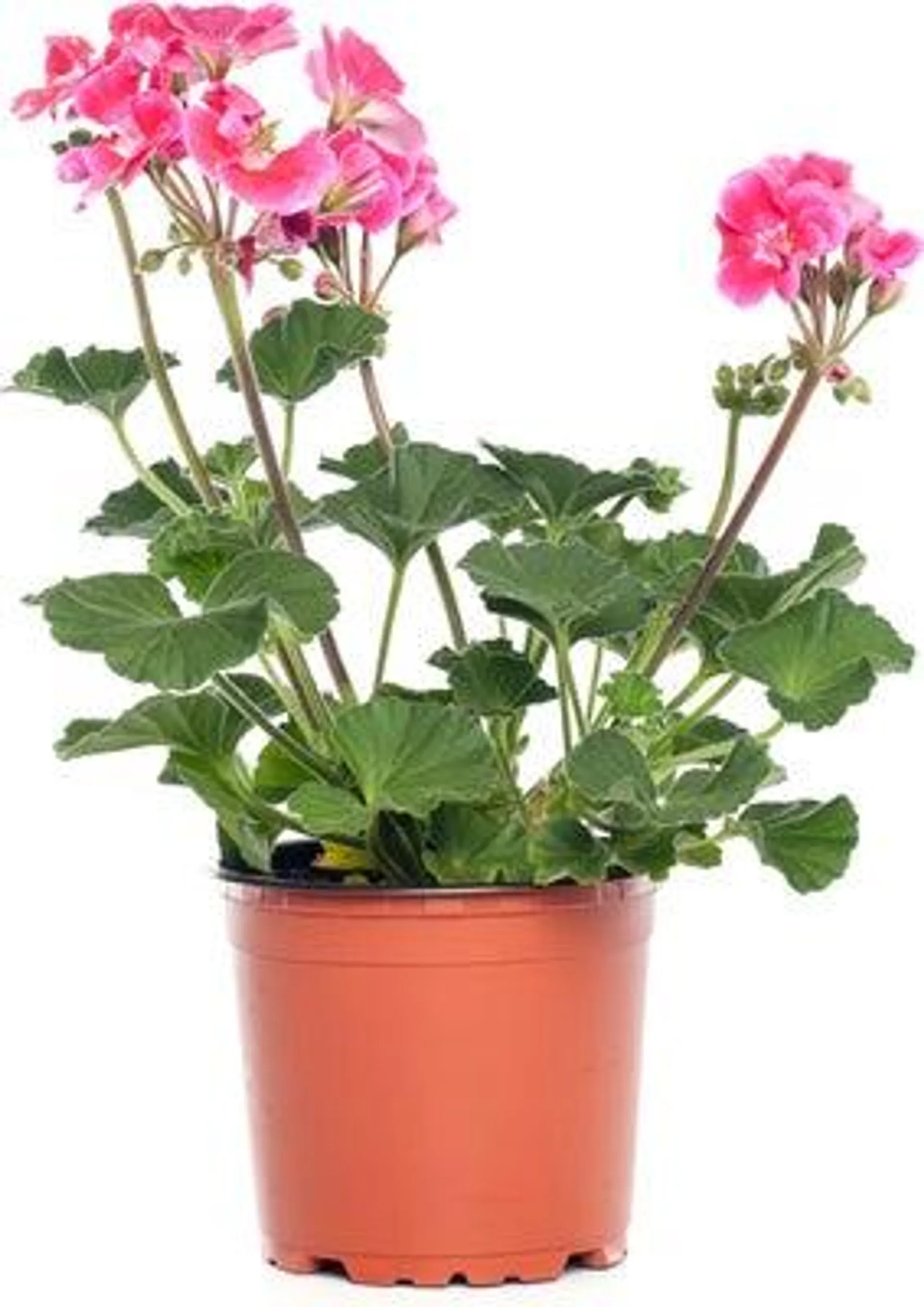 Geranium (Pelargonium zonale) D 12 H 20 cm