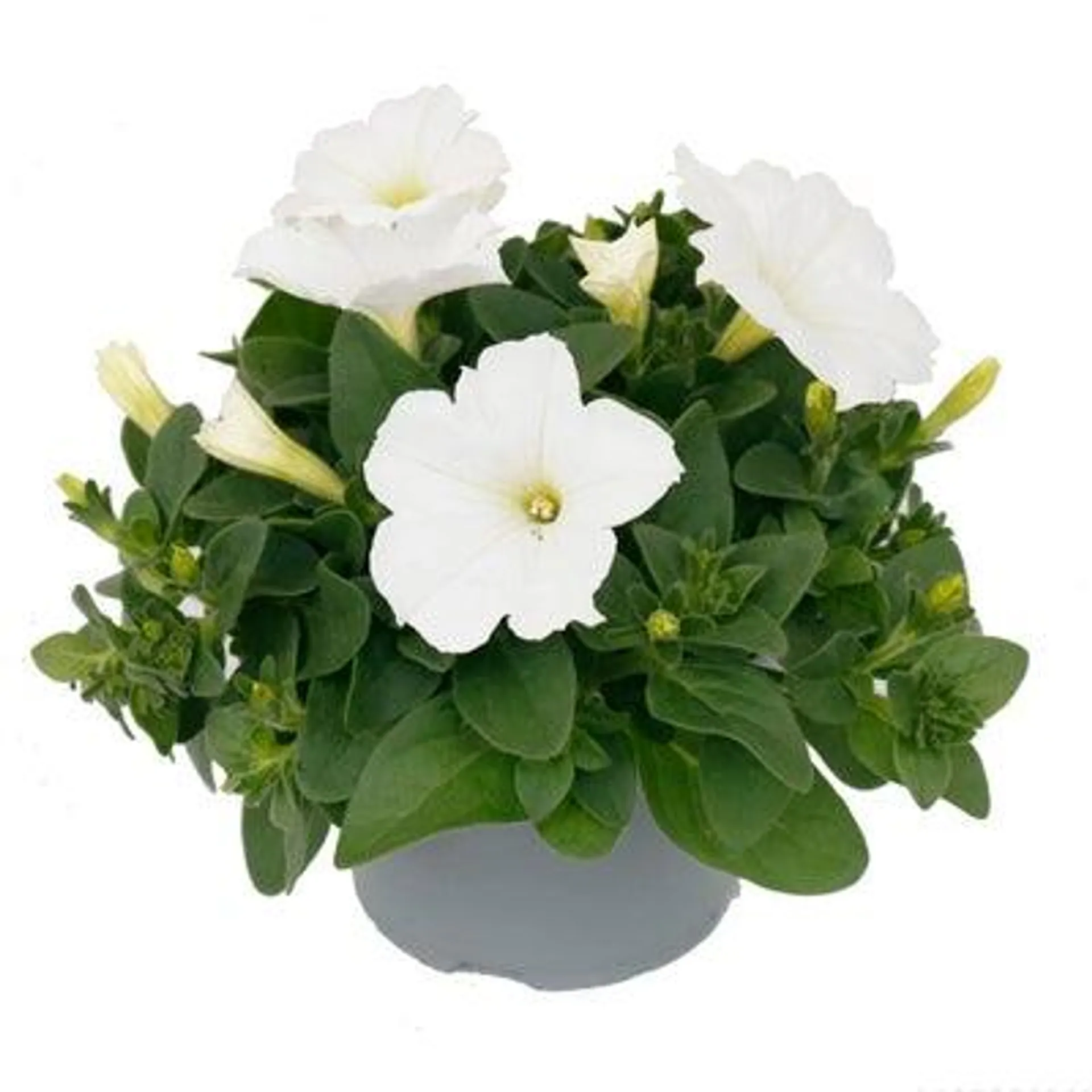 Petunia (Petunia 'Surfinia White') D 13 H 15 cm