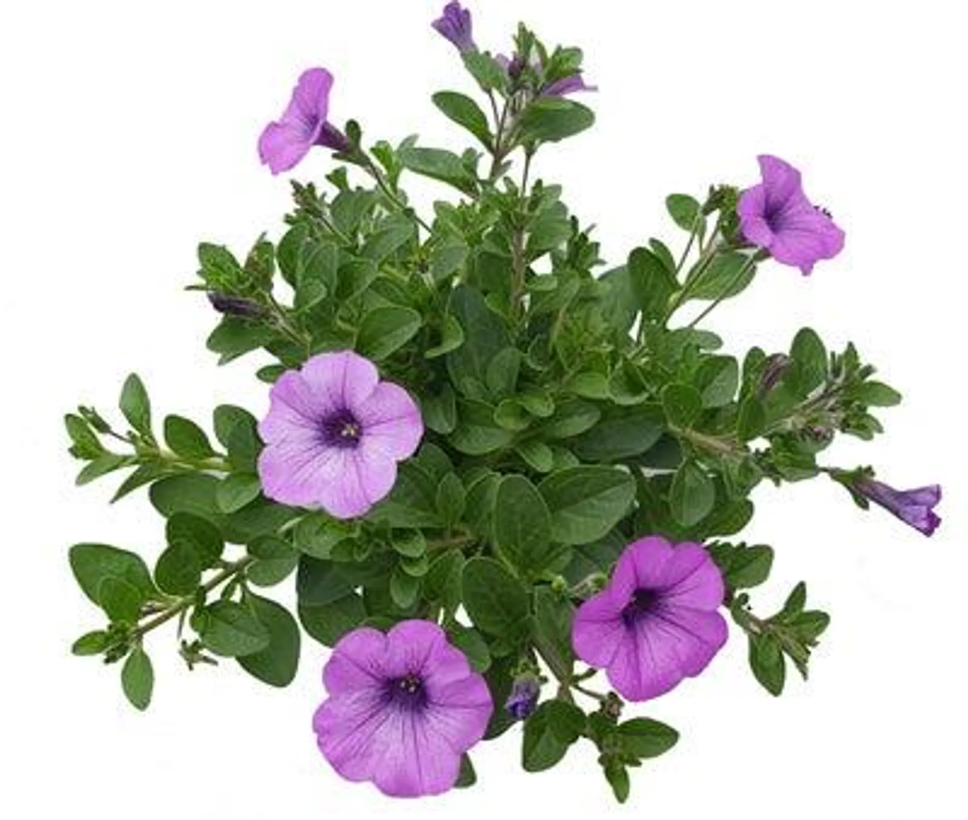 Petunia (Petunia 'Sanguna Deep Lavender Vein') D 13 H 15 cm