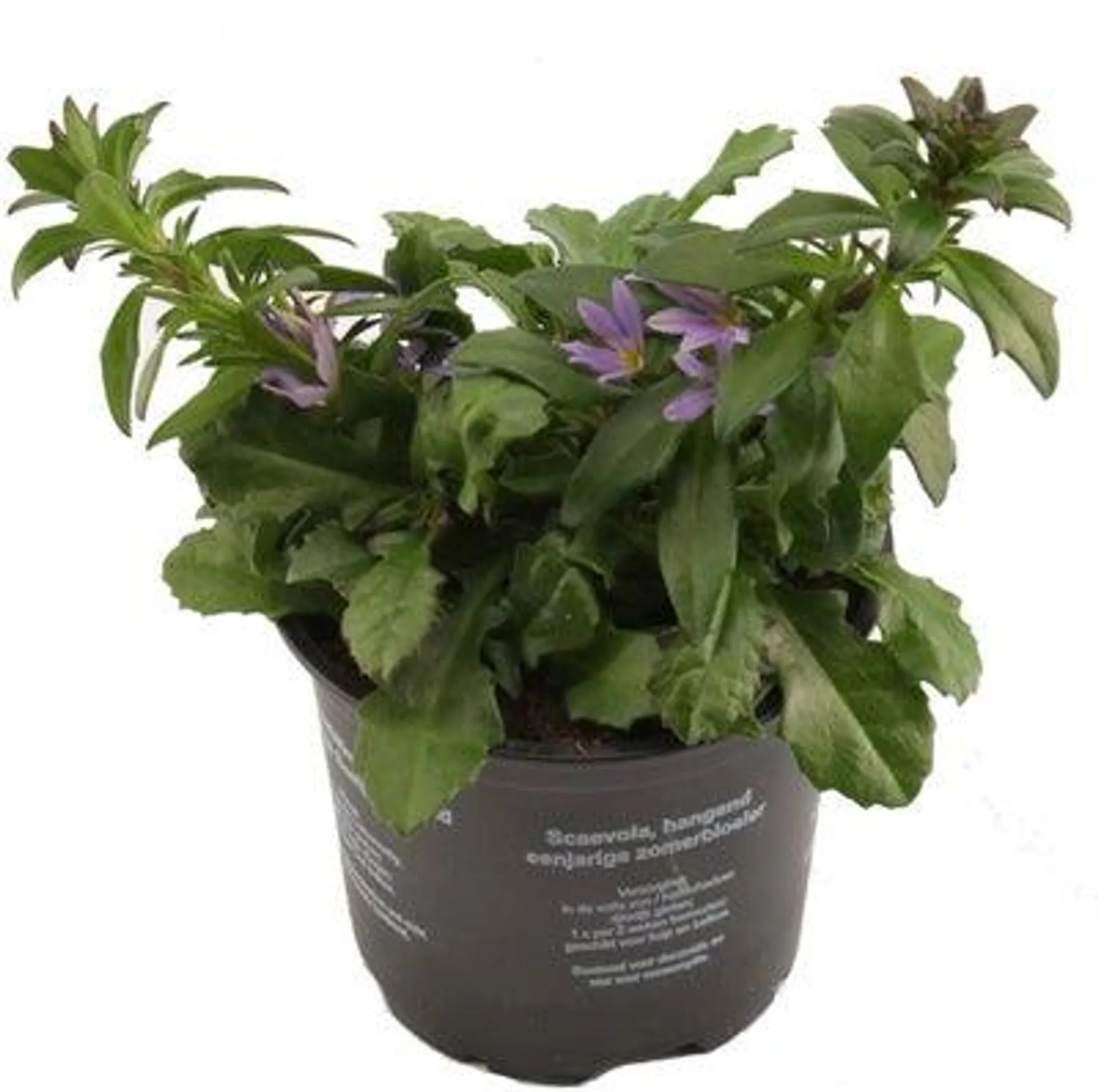 Elfenwaaier (Scaevola aemula) D 10,5 H 10 cm