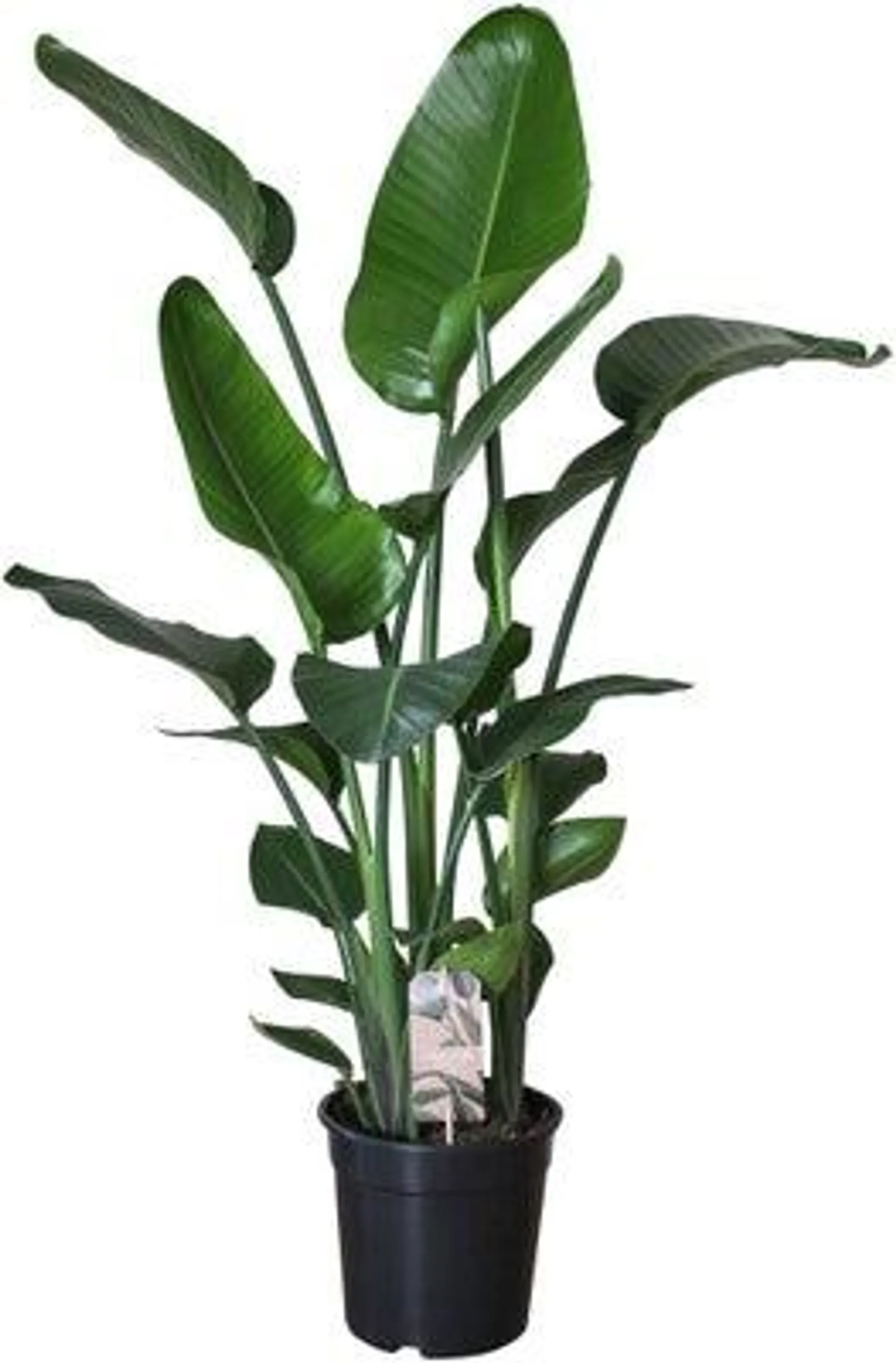 Paradijsvogelplant (Strelitzia nicolai) D 24 H 110 cm