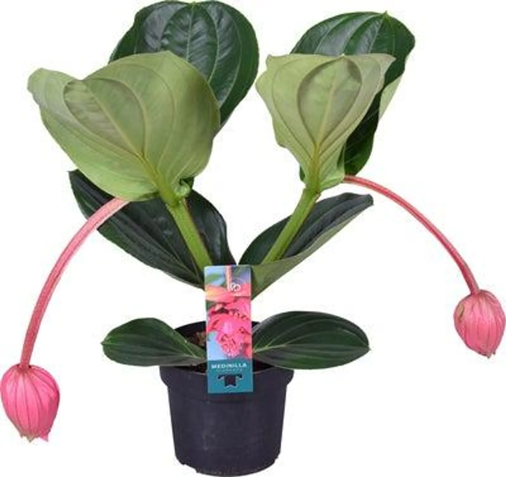 Medinilla (Medinilla magnifica 'Flamenco') D 17 H 55 cm