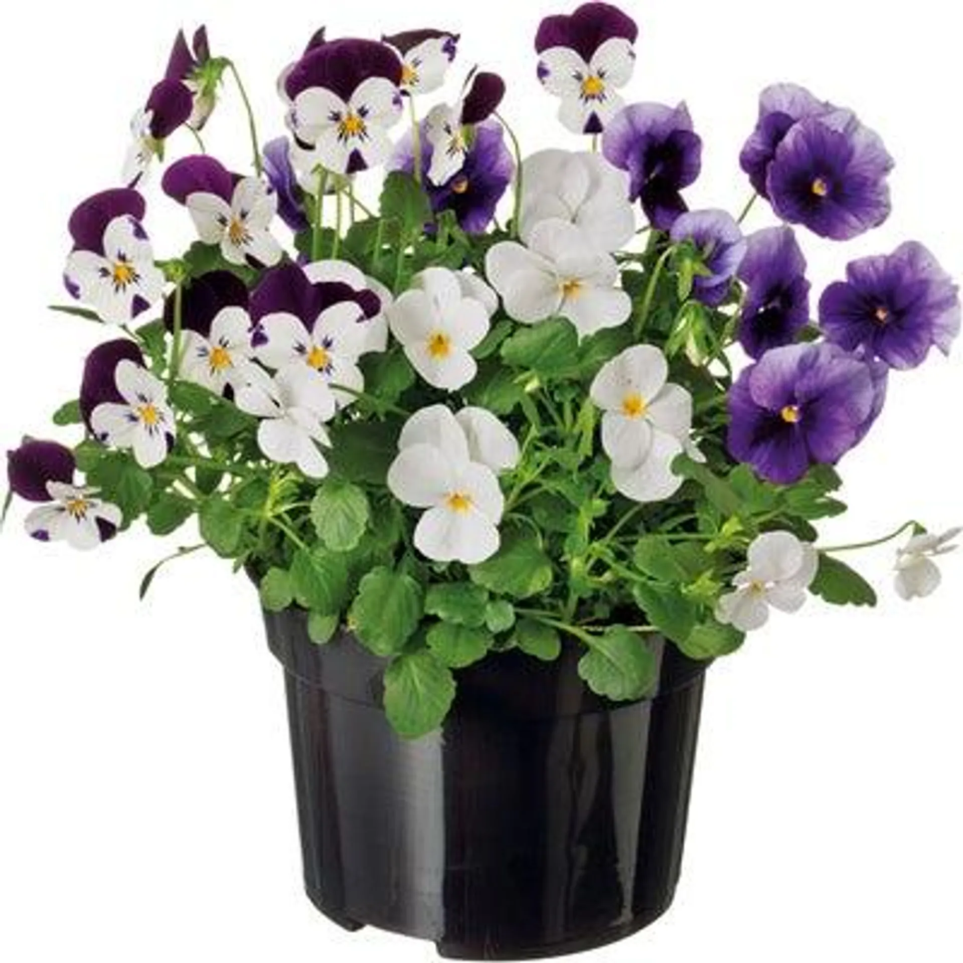 Violen driekleurig (Viola) D 12 cm