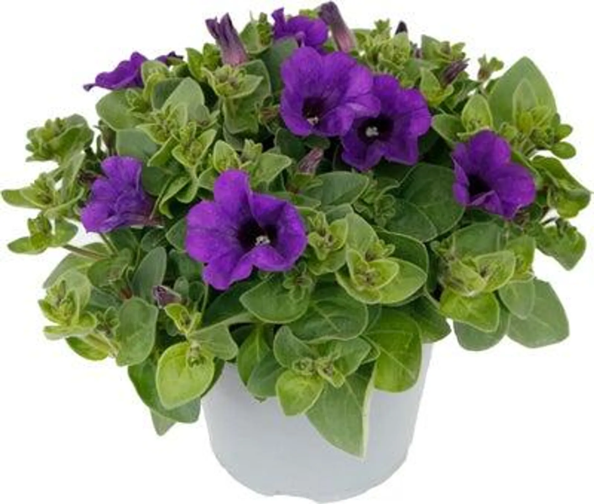 Petunia (Petunia 'Surfinia Giant Blue') D 13 H 15 cm