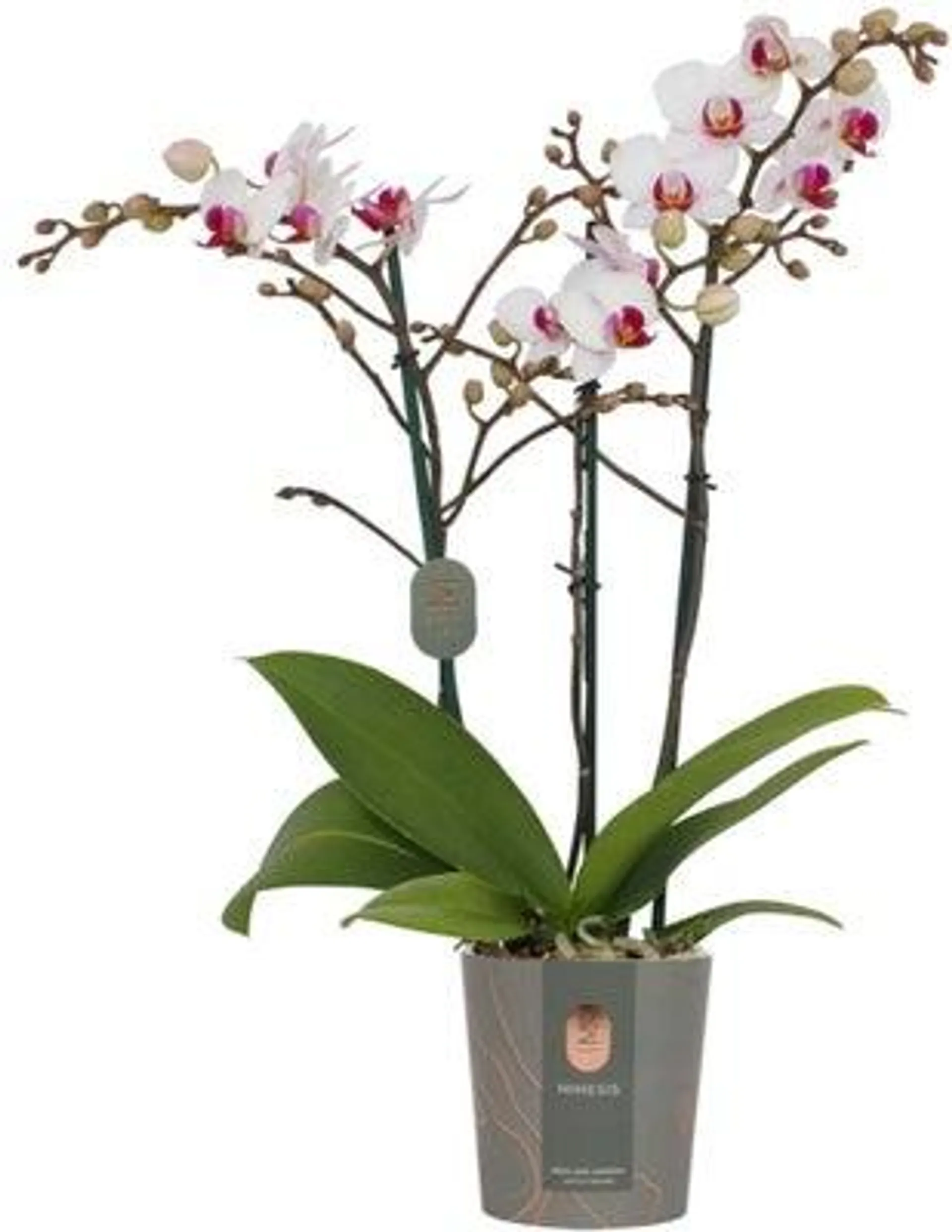 Vlinderorchidee 3 tak (Phalaenopsis multiflora 'Red Lips') D 12 H 50 cm