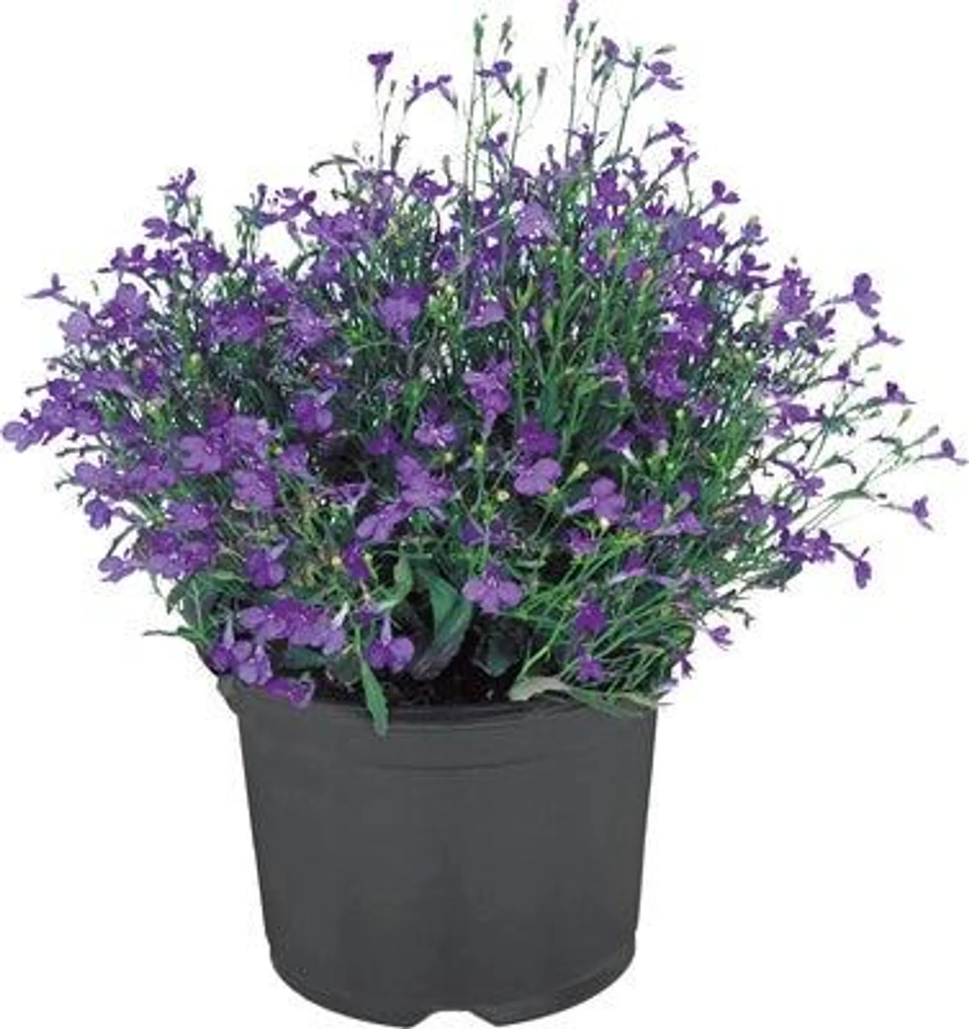 Lobelia (Lobelia) D 10,5 H 10 cm