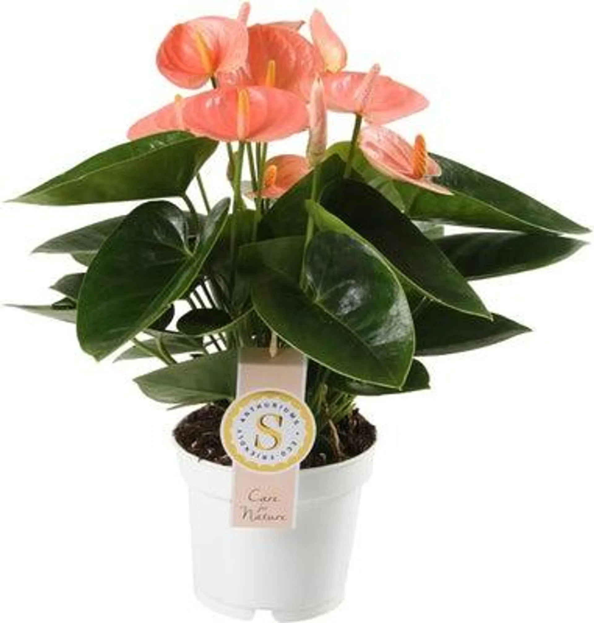 Flamingoplant (Anthurium andraeanum 'Spirit') D 12 H 40 cm