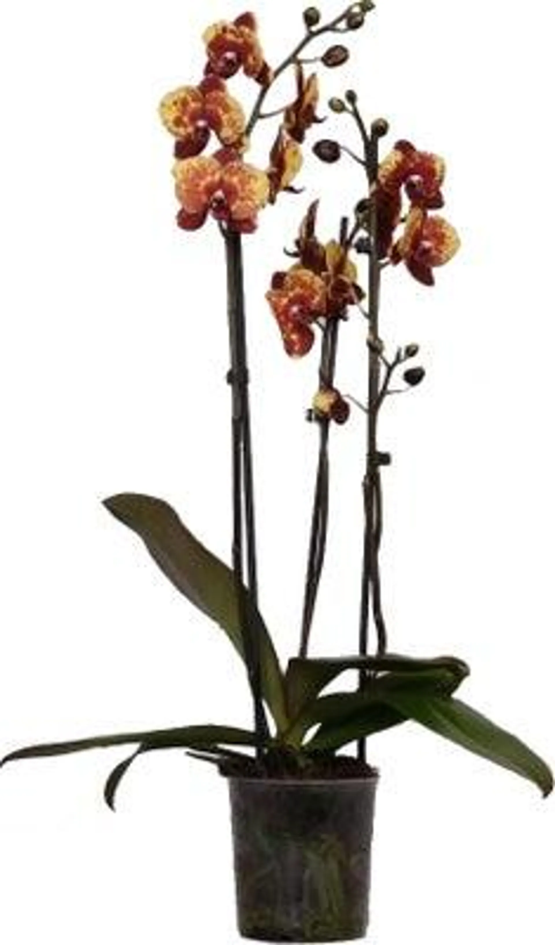 Vlinderorchidee 3 tak (Phalaenopsis 'DesignZ') geel D 12 H 55 cm