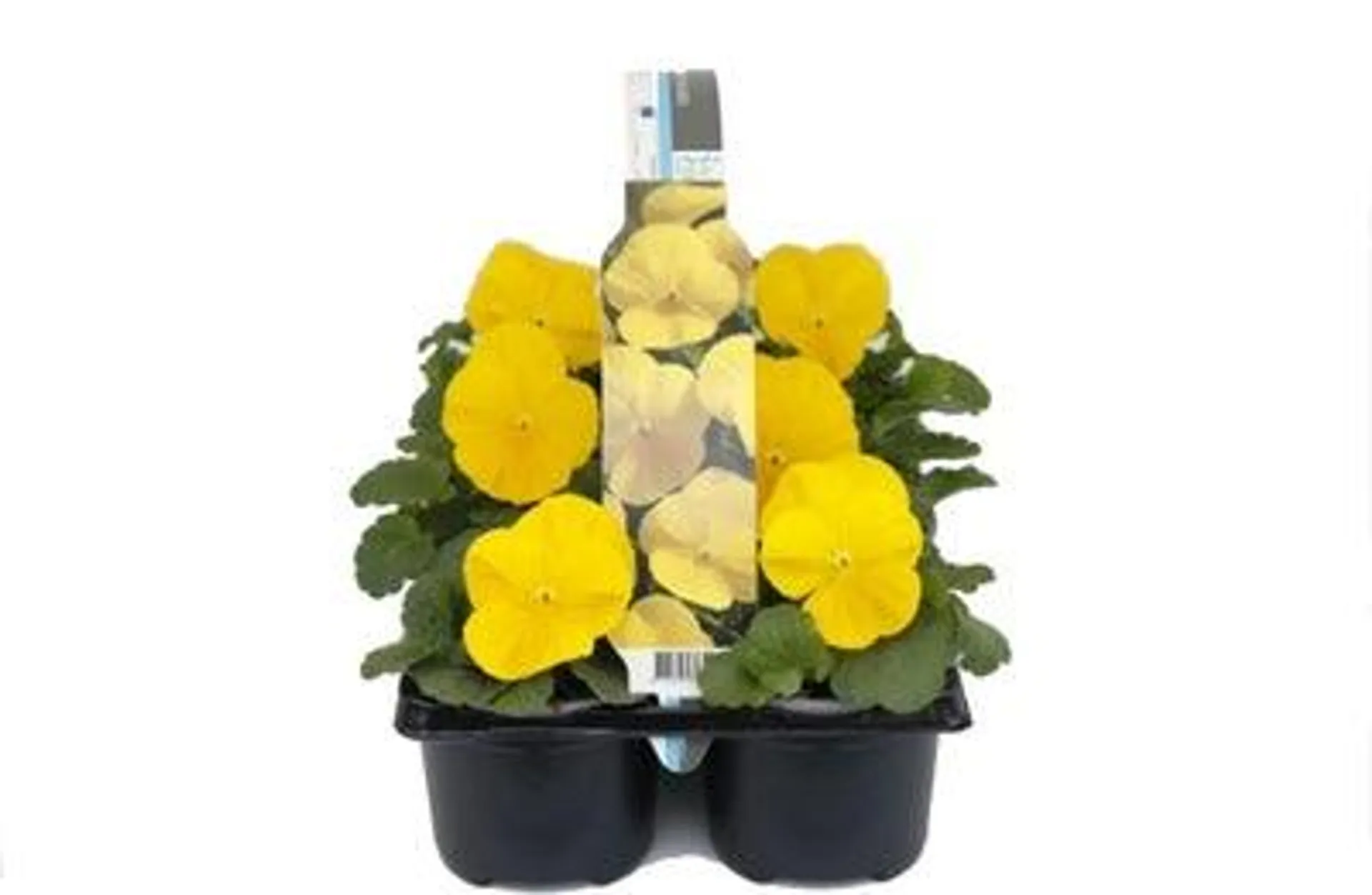 Viooltje (Viola F1) six-pack geel D 9 H 10 cm