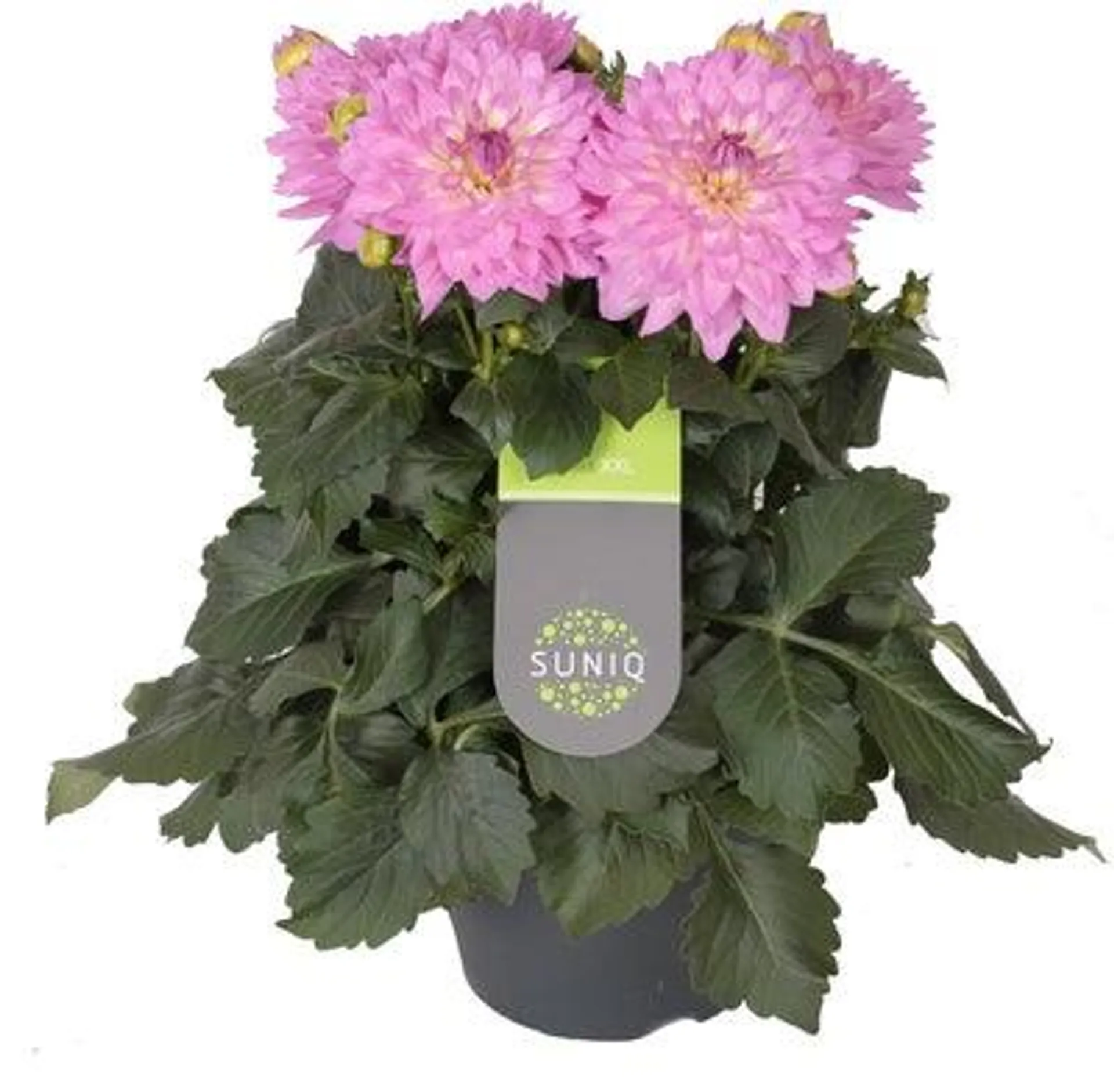 Dahlia (Dahlia 'Dalina Maxi Lopez') roze-wit D 23 H 50 cm