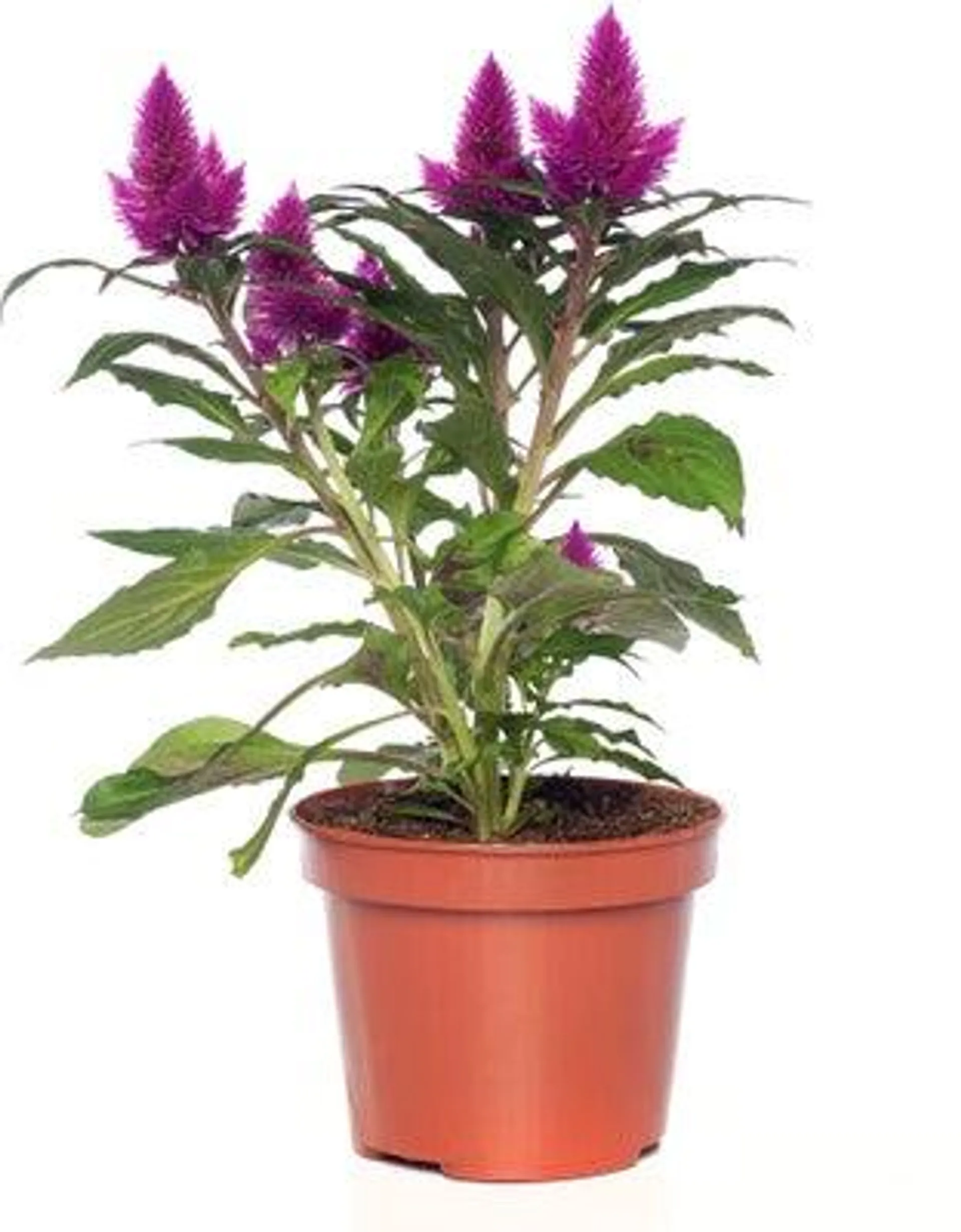 Hanekam (Celosia venezuela 'Caracas') D 12 H 25 cm