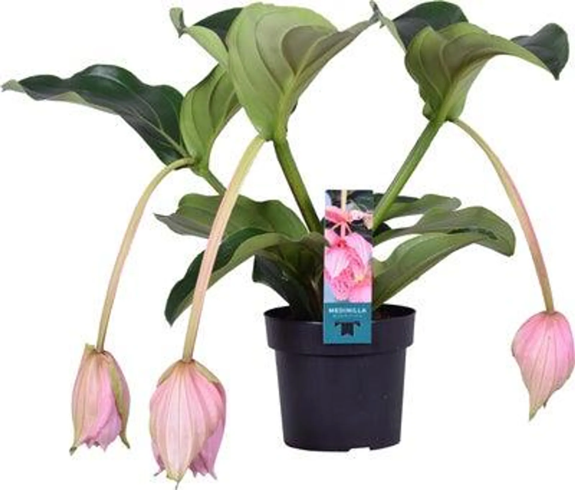 Medinilla (Medinilla magnifica) D 17 H 55 cm