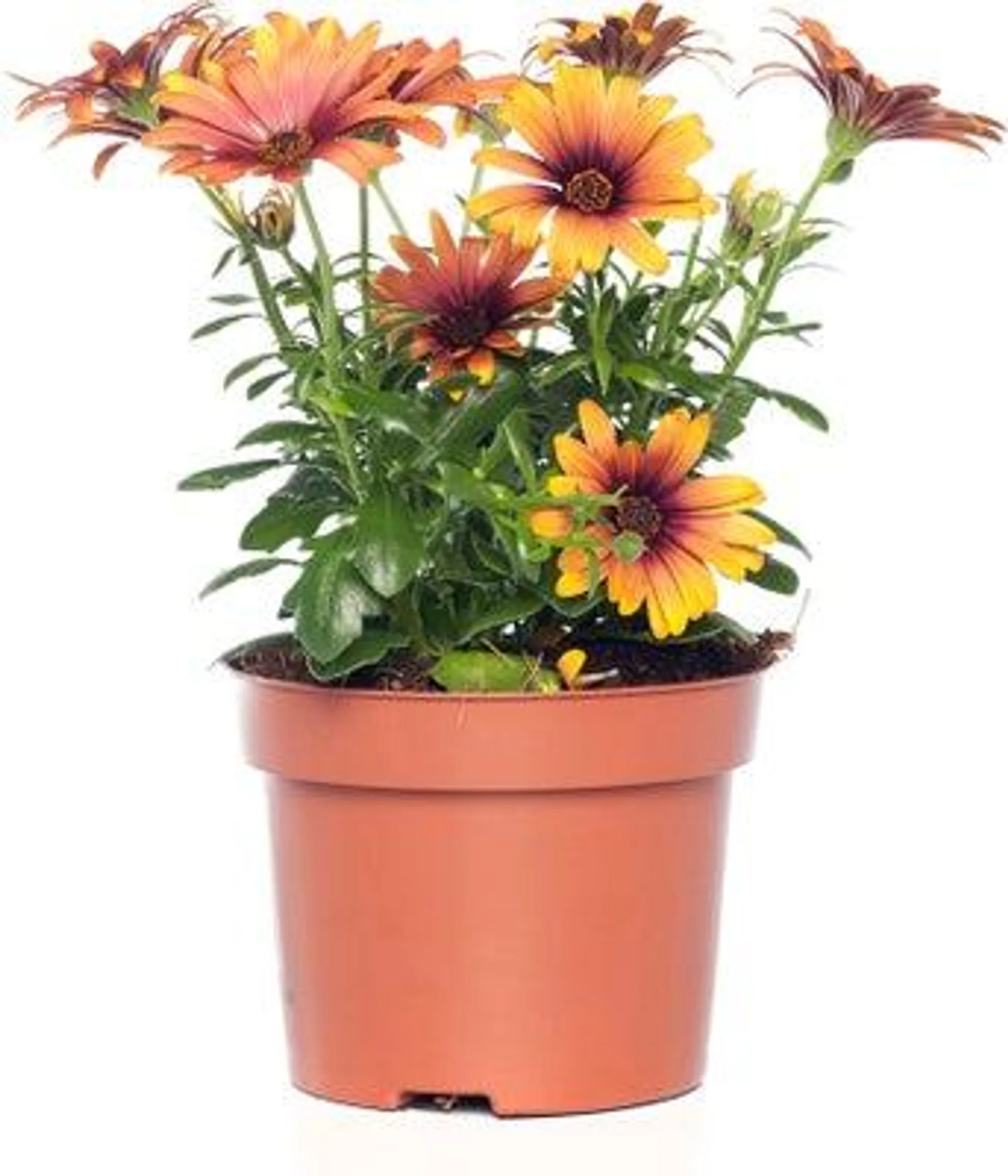 Spaanse Margriet (Osteospermum ecklonis) D 12 H 20 cm