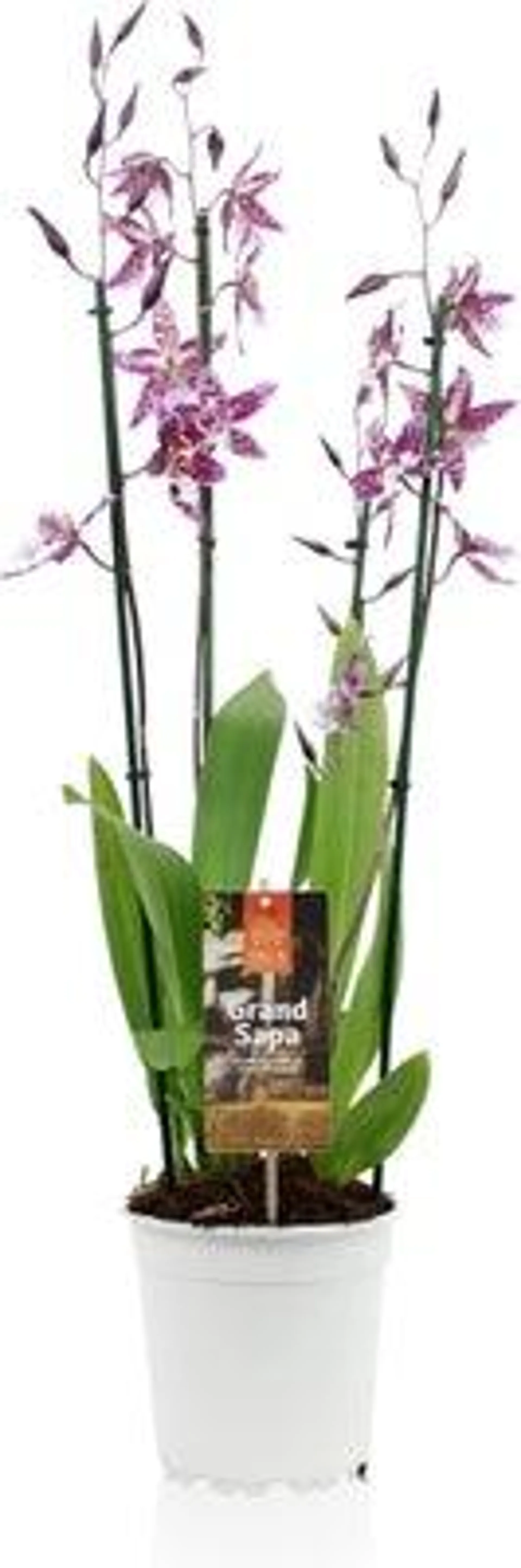 Cambria-orchidee (Cambria) D 17 H 75 cm