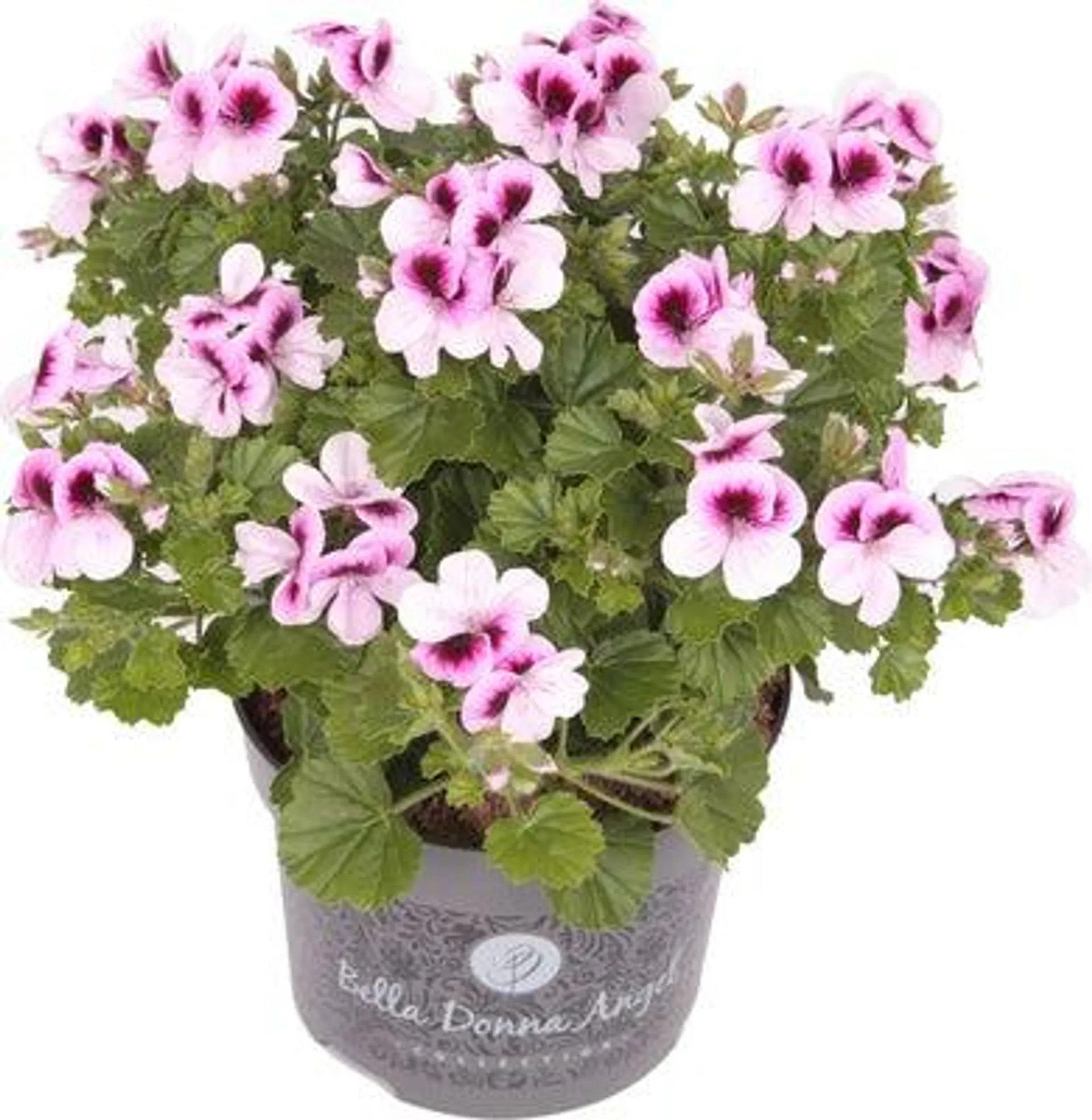 Franse Geranium (Pelargonium grandiflorum 'Angel eyes Indy') D 12 H 28 cm