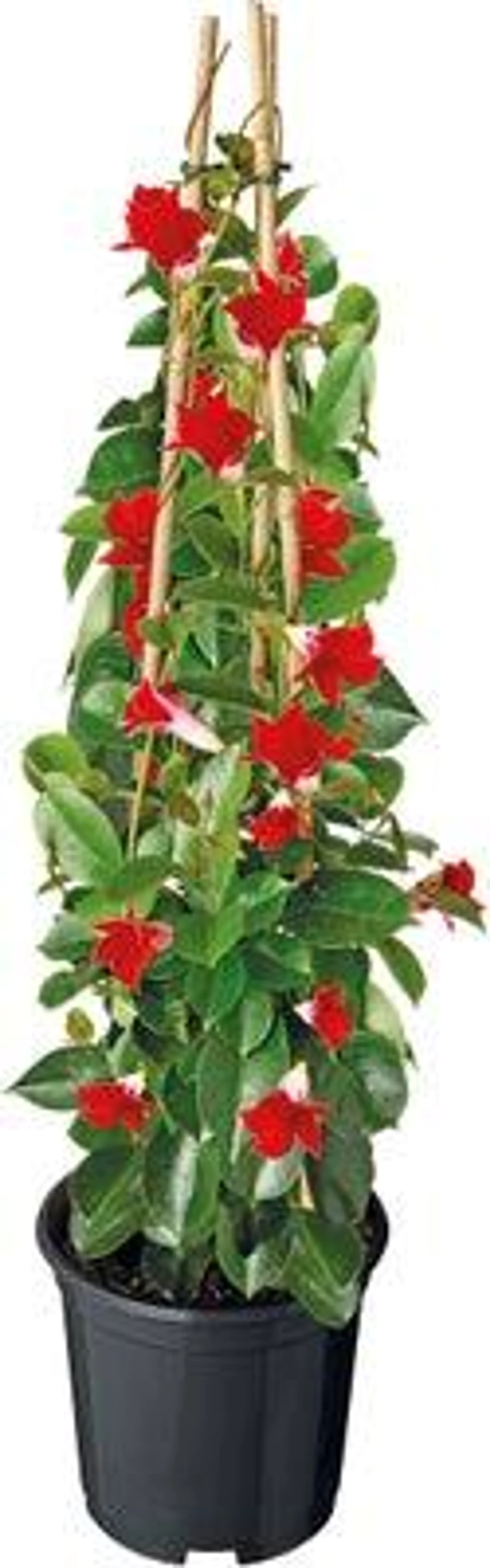 Mandevilla piramide (Dipladenia 'Sundaville') rood D 17 H 70 cm