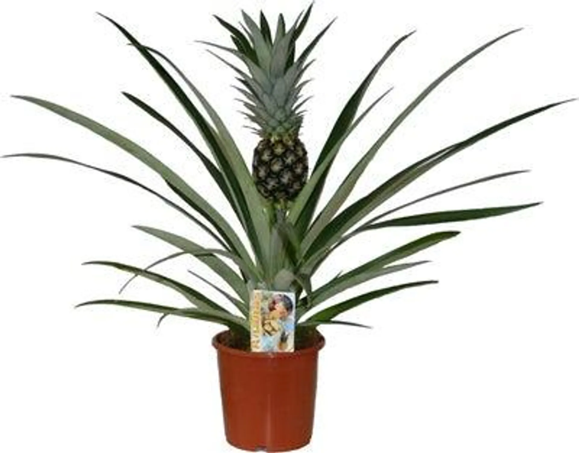 Ananasplant (Bromelia ananas 'Champaca') D 14 H 60 cm