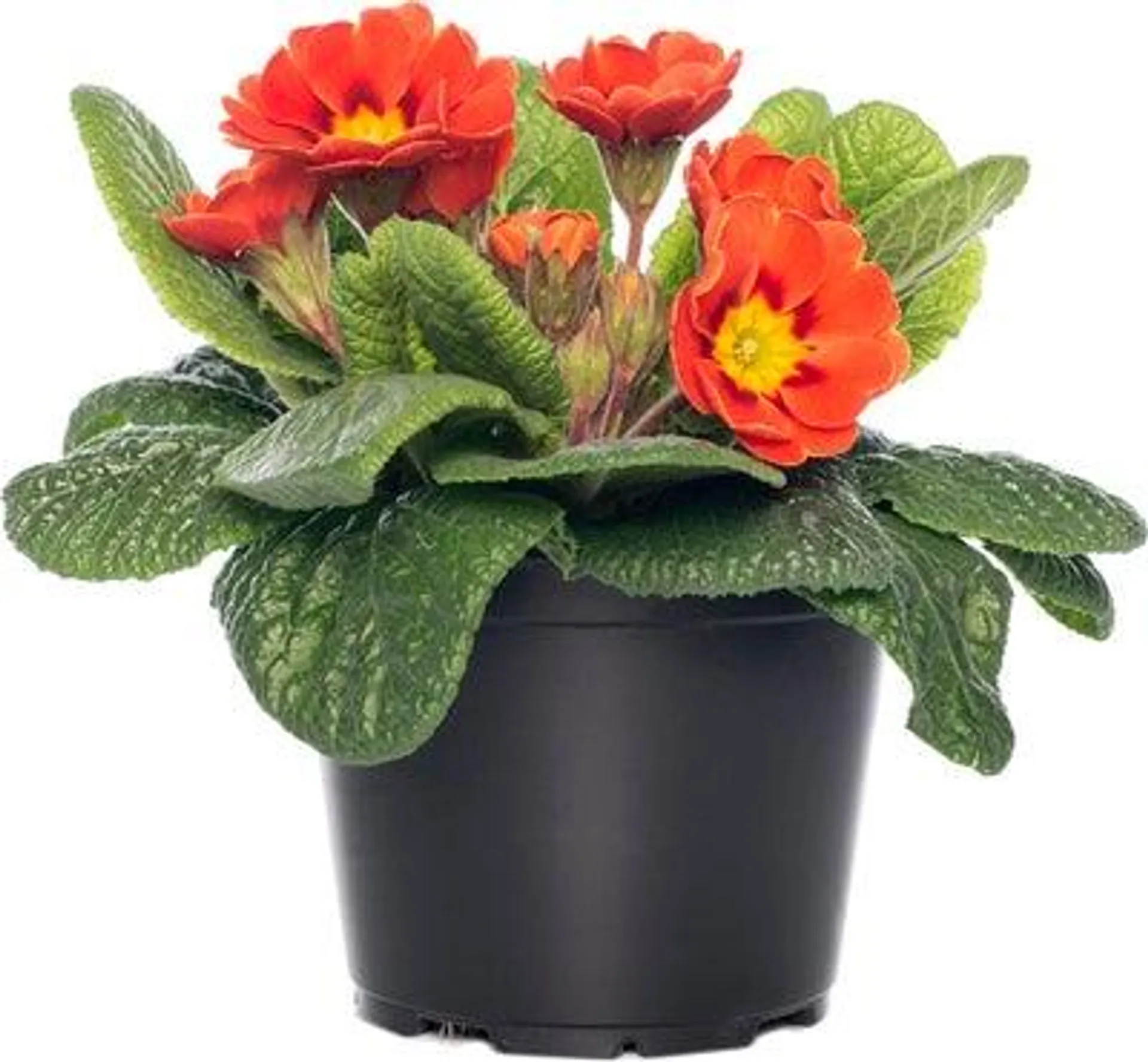 Sleutelbloem (Primula acaulis) rood D 10,5 H 10 cm