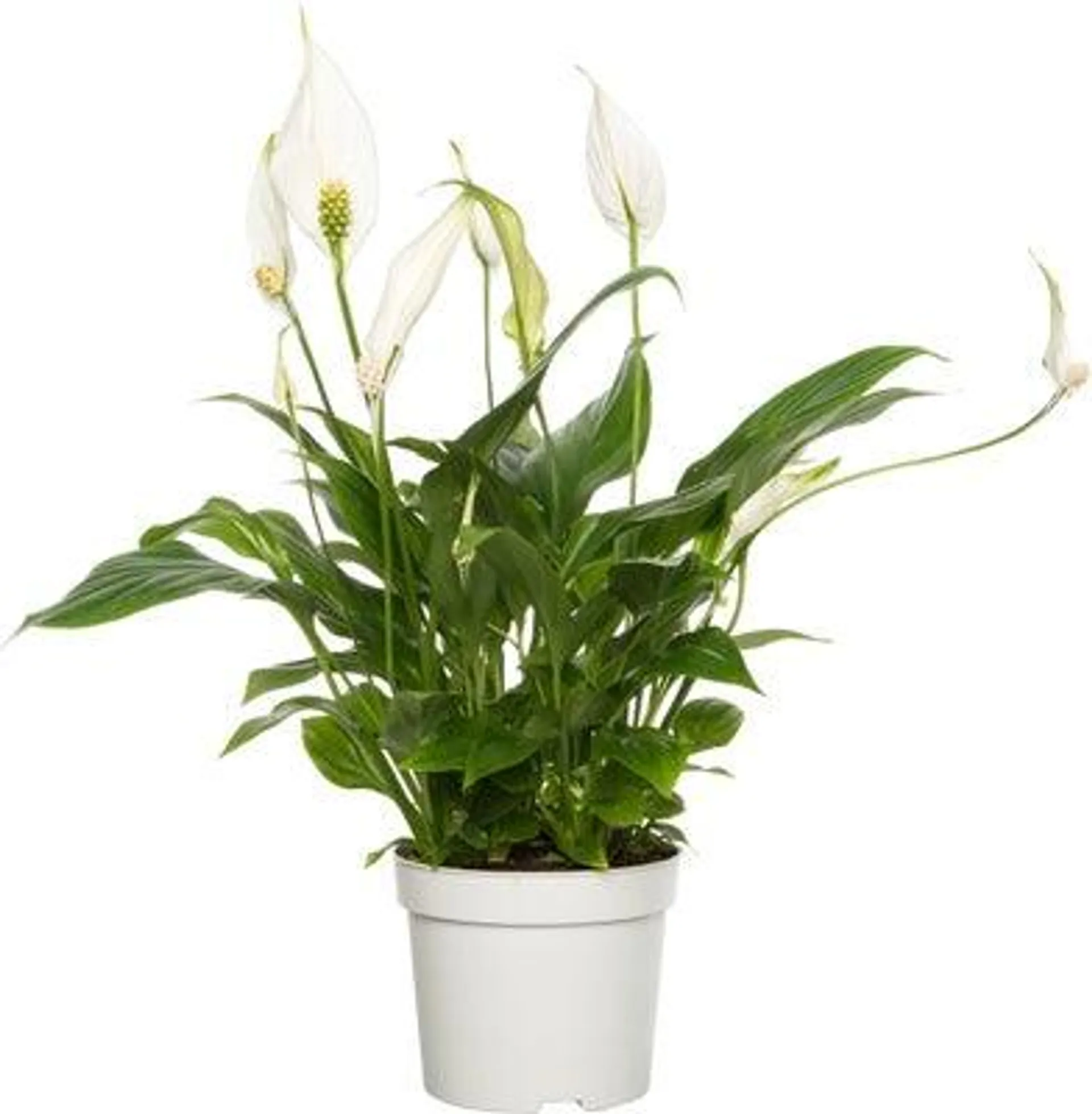 Lepelplant (Spathiphyllum 'Bellini') D 13 H 40 cm