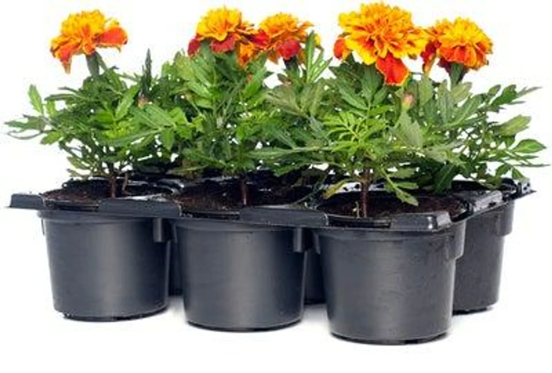 Afrikaantje (Tagetes patula 'Bonanza Flame & Bee') D 9 H 15 cm