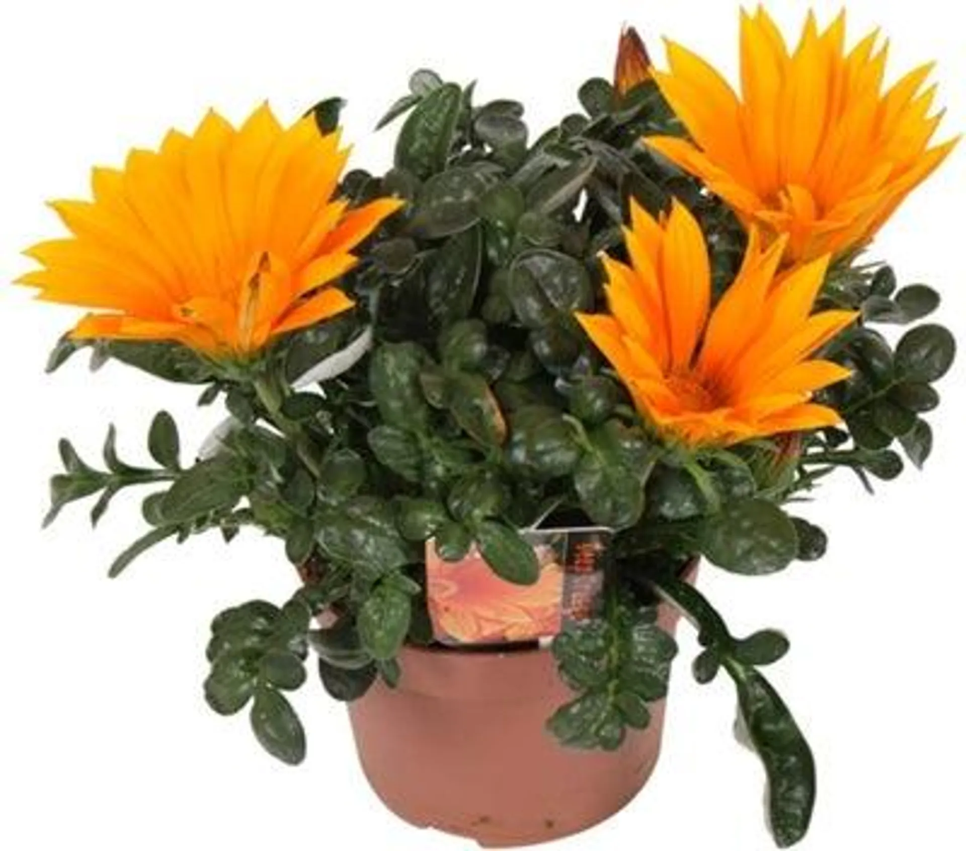 Middaggoud (Gazania rigens 'Giant Deep Orange') D 12 H 25 cm