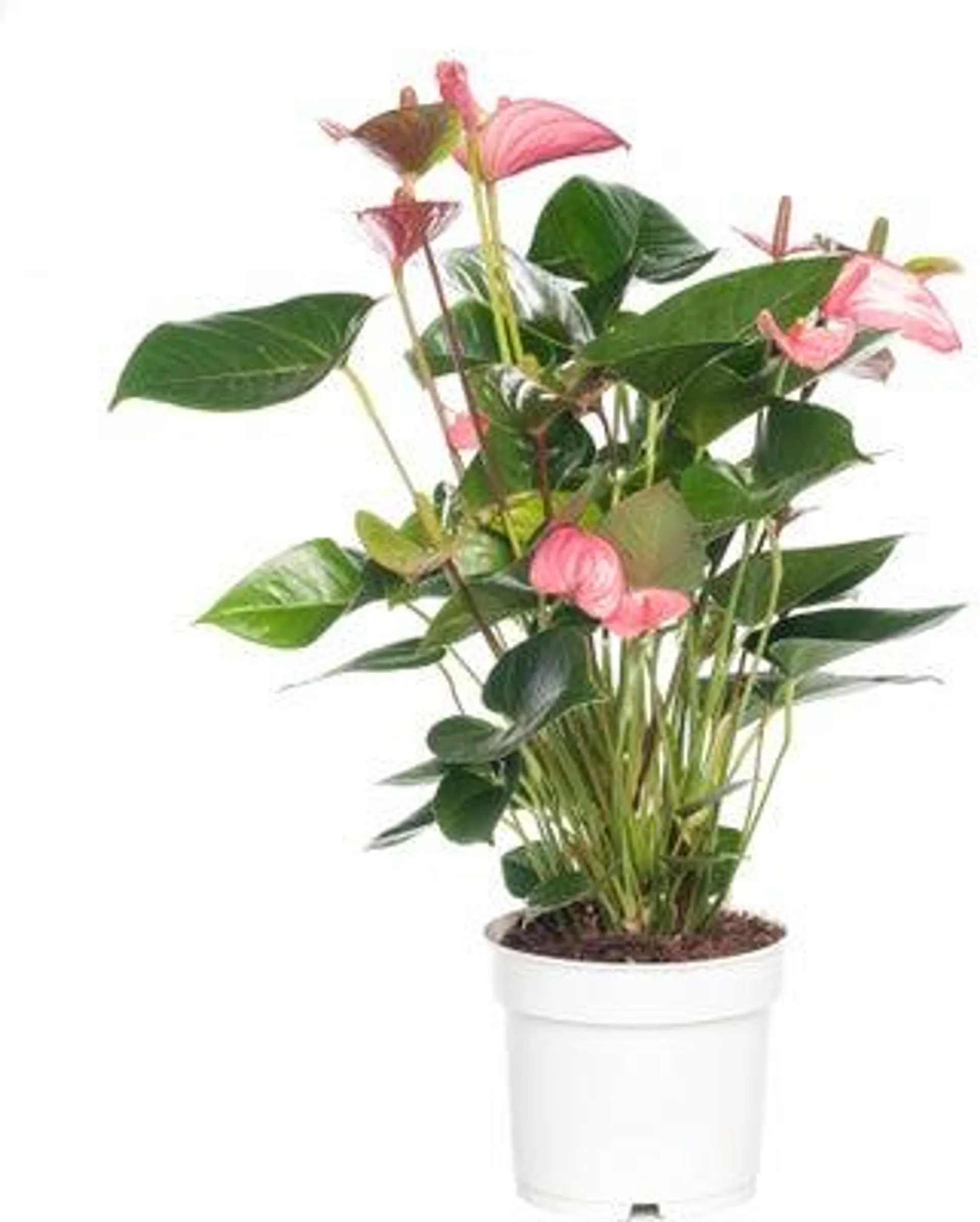 Flamingoplant (Anthurium andreanum 'Pink Champion') D 17 H 60 cm