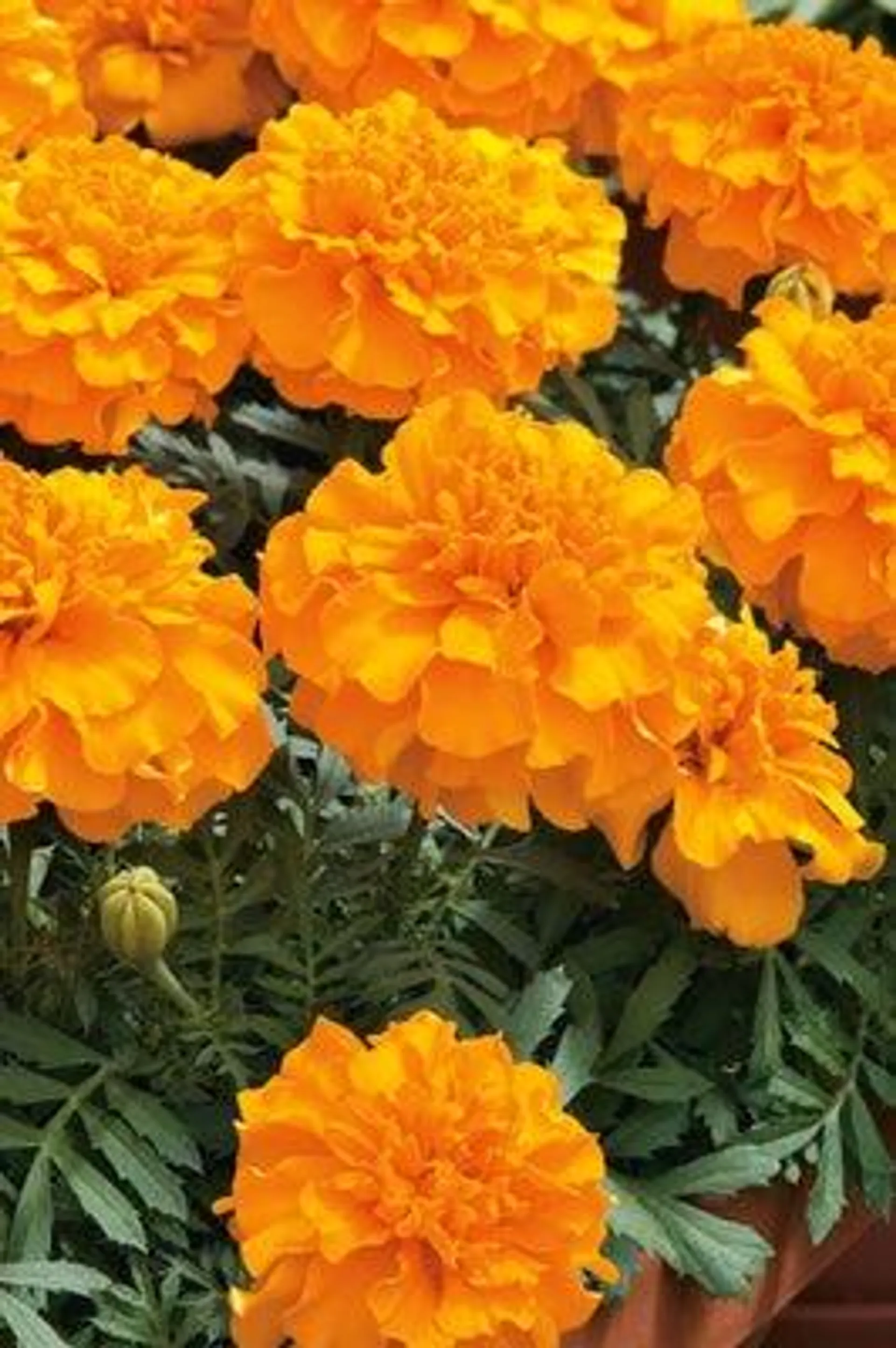 Afrikaantje (Tagetes patula 'Bonanza Orange') D 9 H 15 cm