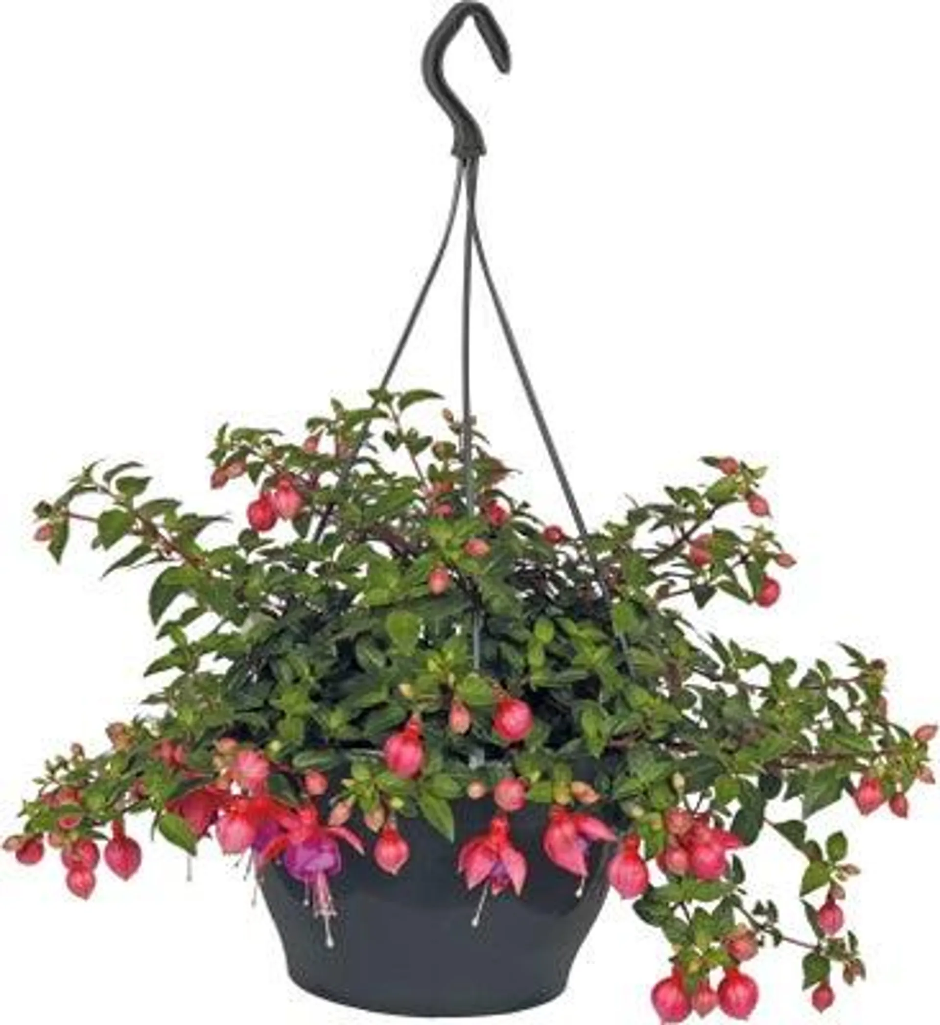 Bellenplant in hangpot (Fuchsia) D 25 H 40 cm