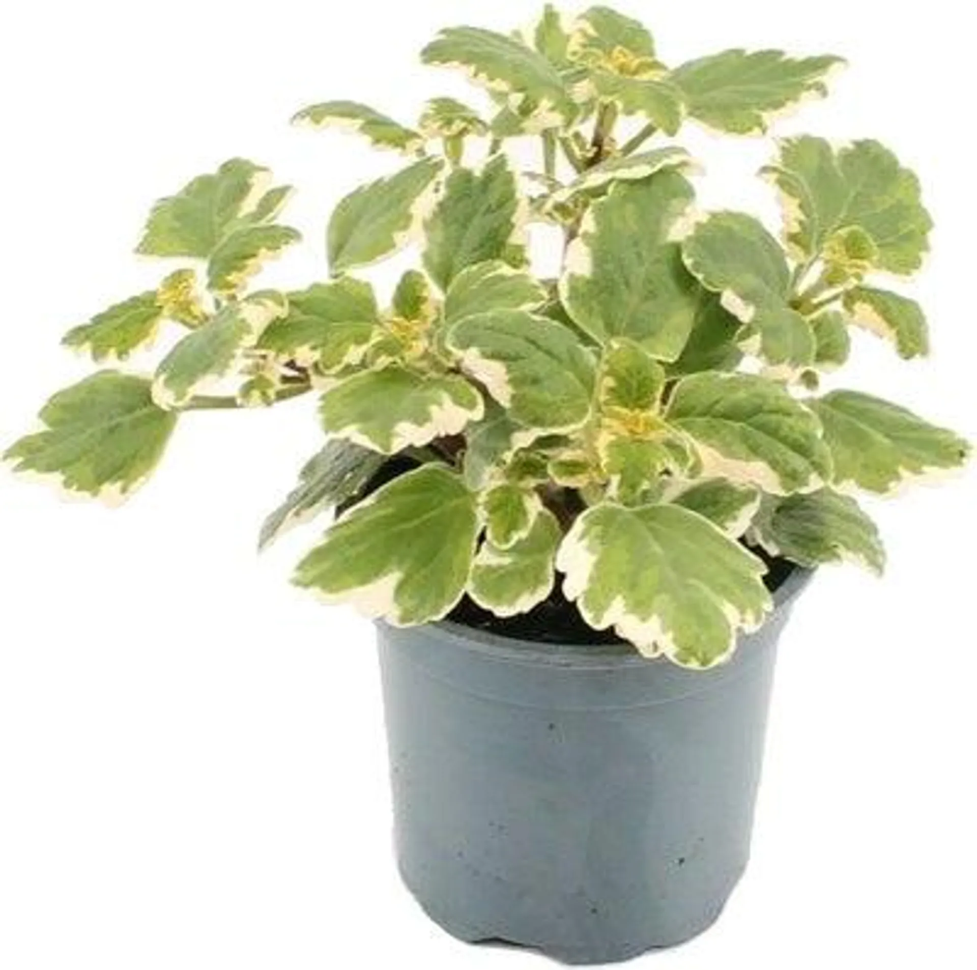 Mottenkruid (Plectranthus coleoides) D 10,5 H 20 cm