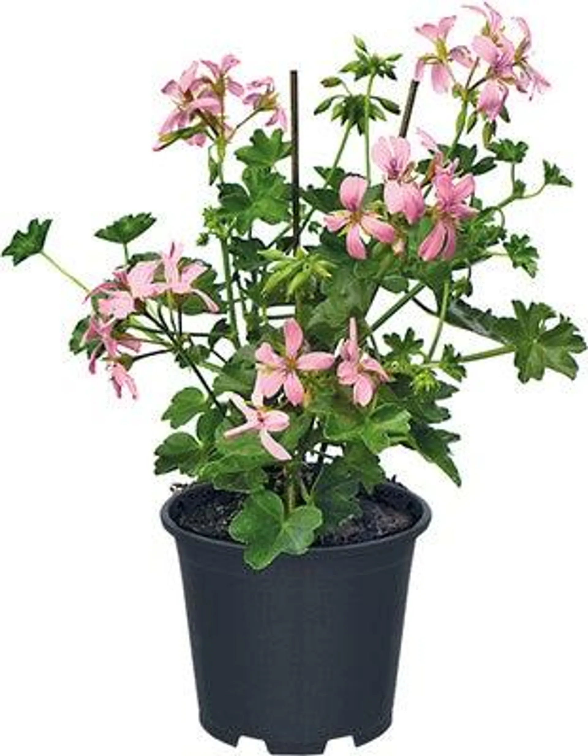 Hanggeranium (Pelargonium) D 10,5 cm