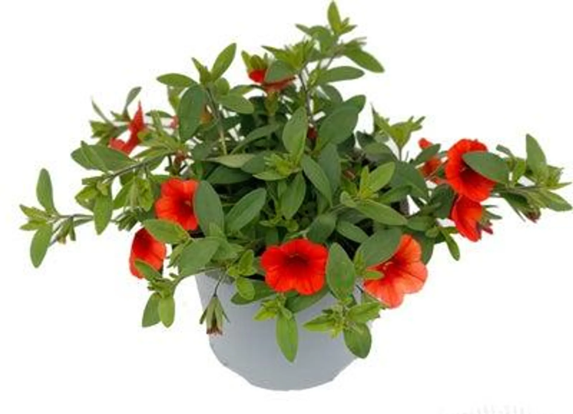 Minipetunia (Calibrachoa) oranje D 13 H 10 cm