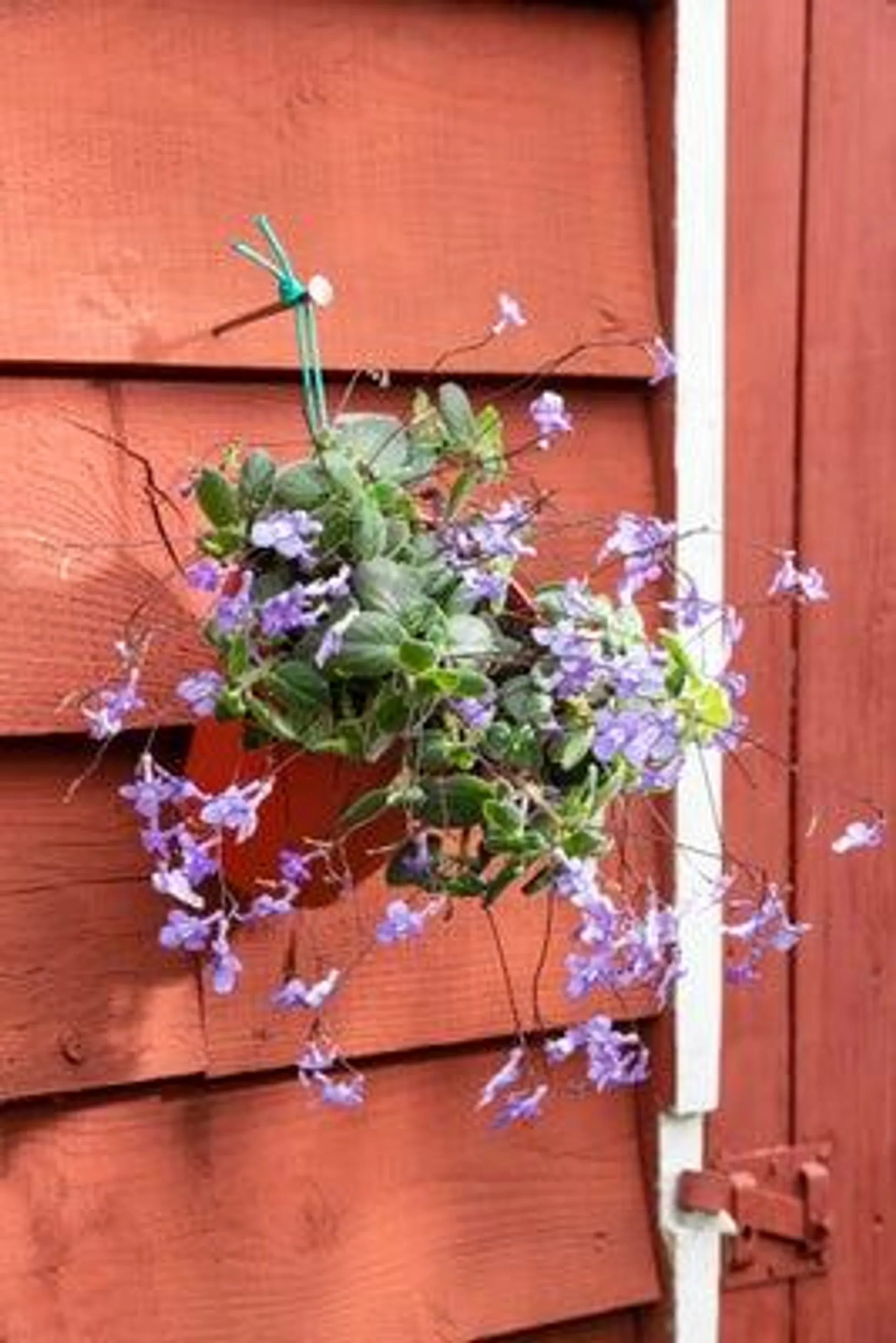 Spiraalvrucht (Streptocarpus) D 27 H 40 cm