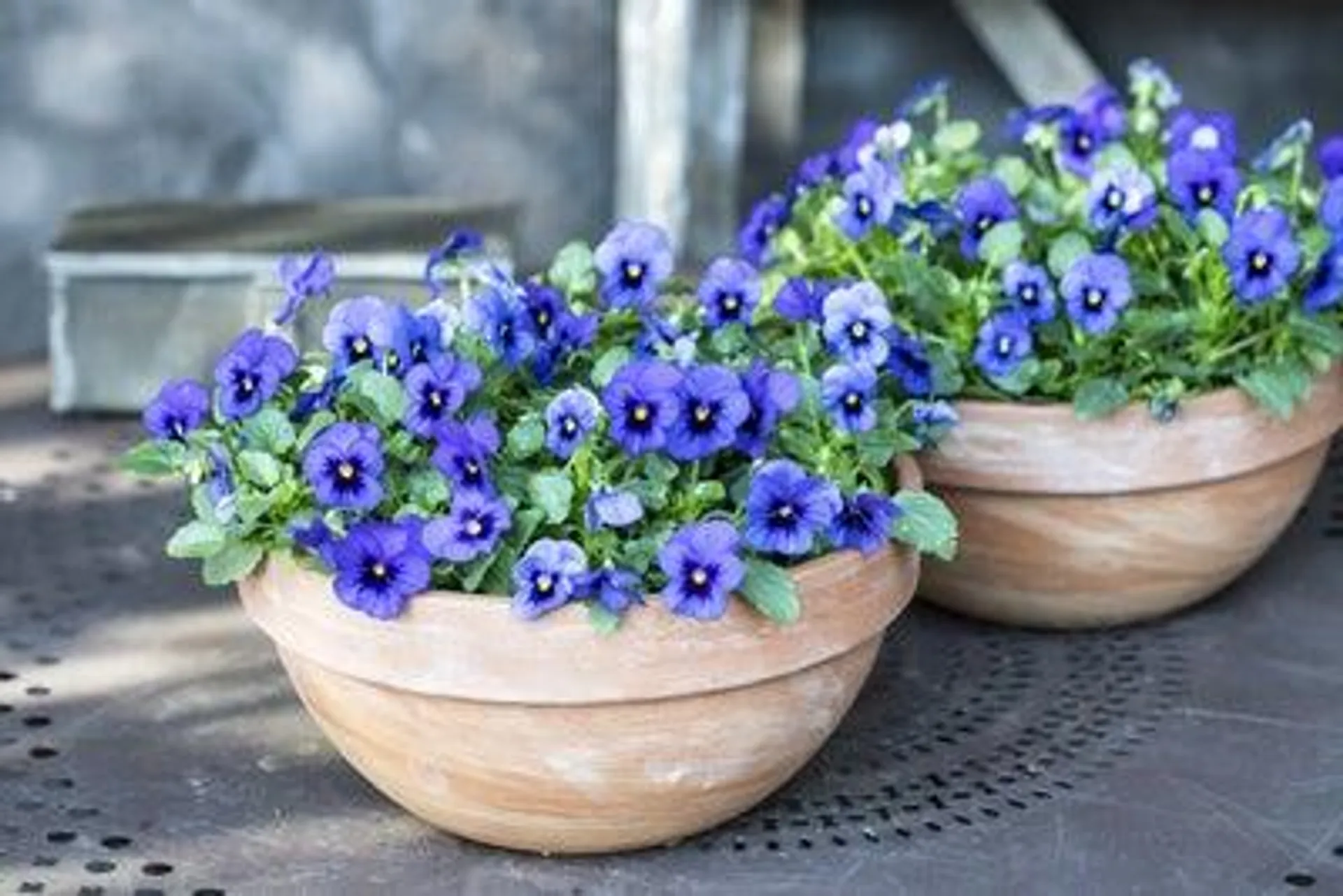 Intratuin Arrangement Violen in terracotta schaal D 25 H 15 cm