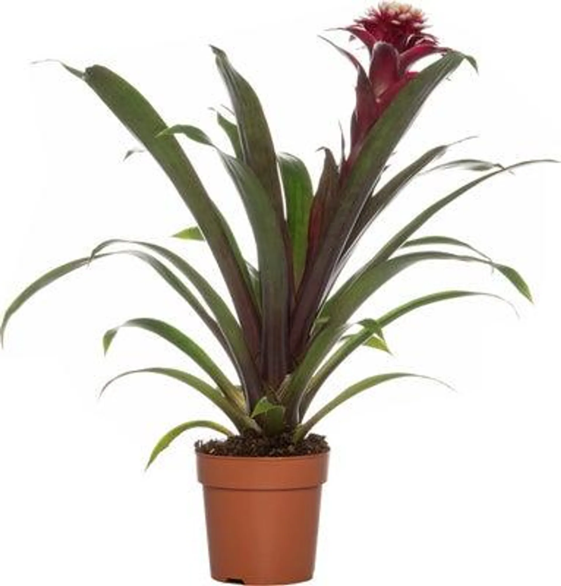 Guzmania (Guzmania 'Fransesca') D 12 H 35 cm