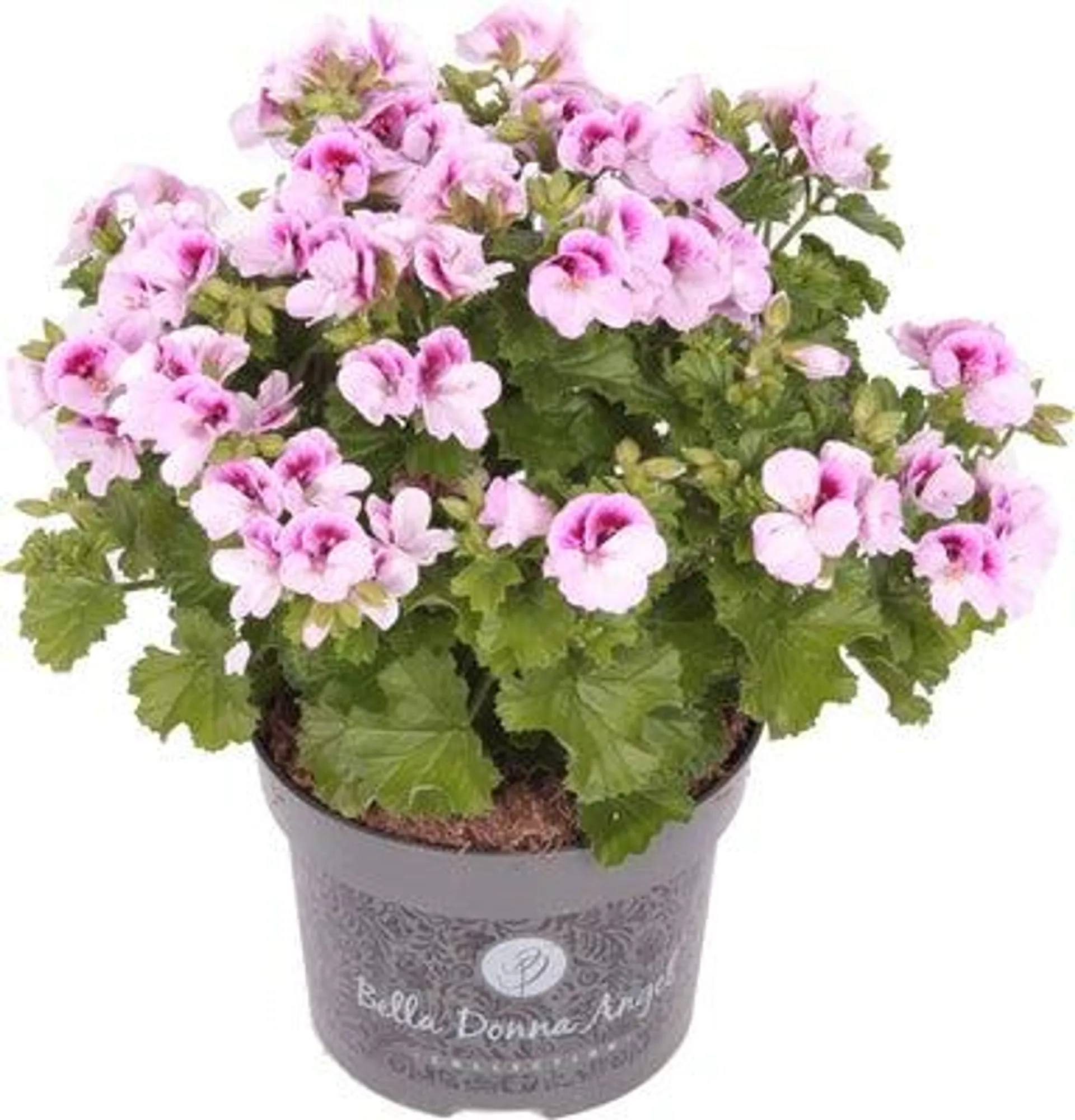 Franse Geranium (Pelargonium grandiflorum 'Angel') D 12 H 15 cm