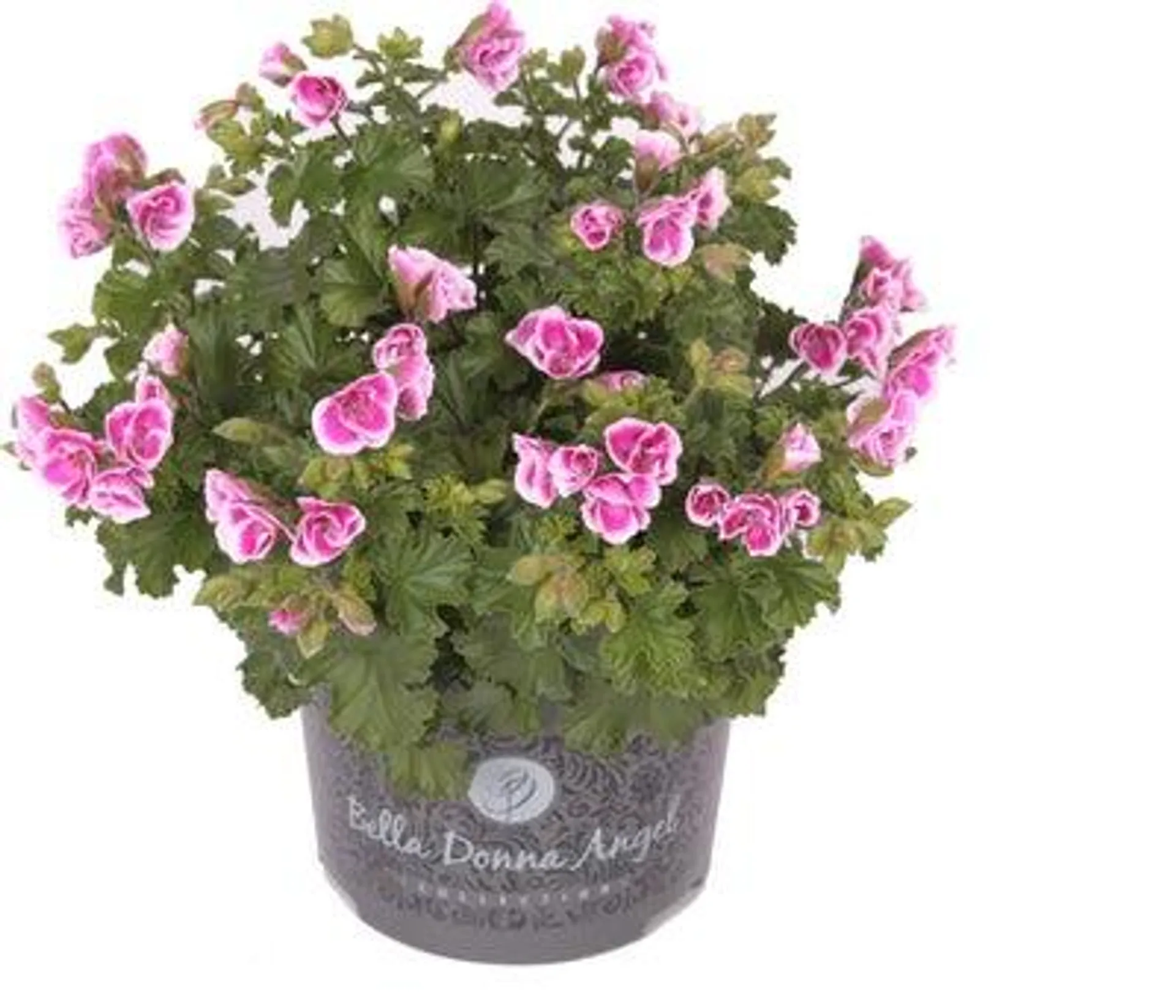 Franse Geranium (Pelargonium grandiflorum 'Angel eyes Fay') D 12 H 28 cm