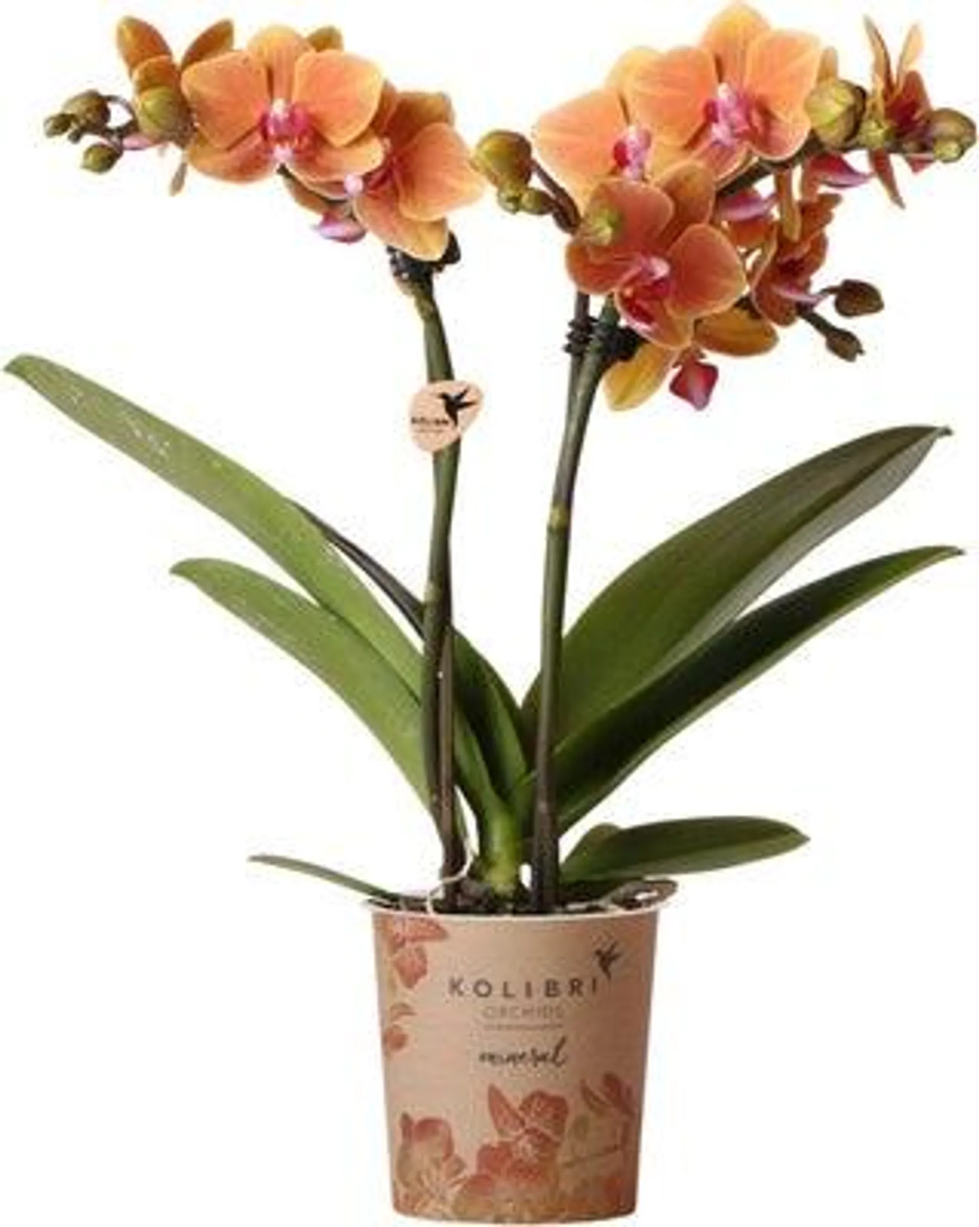 Mini Vlinderorchidee 2 tak (Phalaenopsis kolibri) oranje D 9 H 40 cm